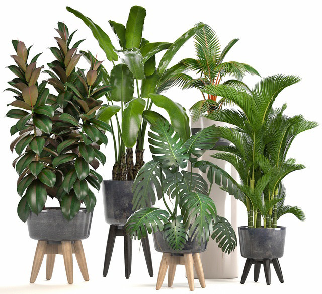 11现代室内盆栽植物，花盆，散尾葵，芭蕉叶3d模型下载