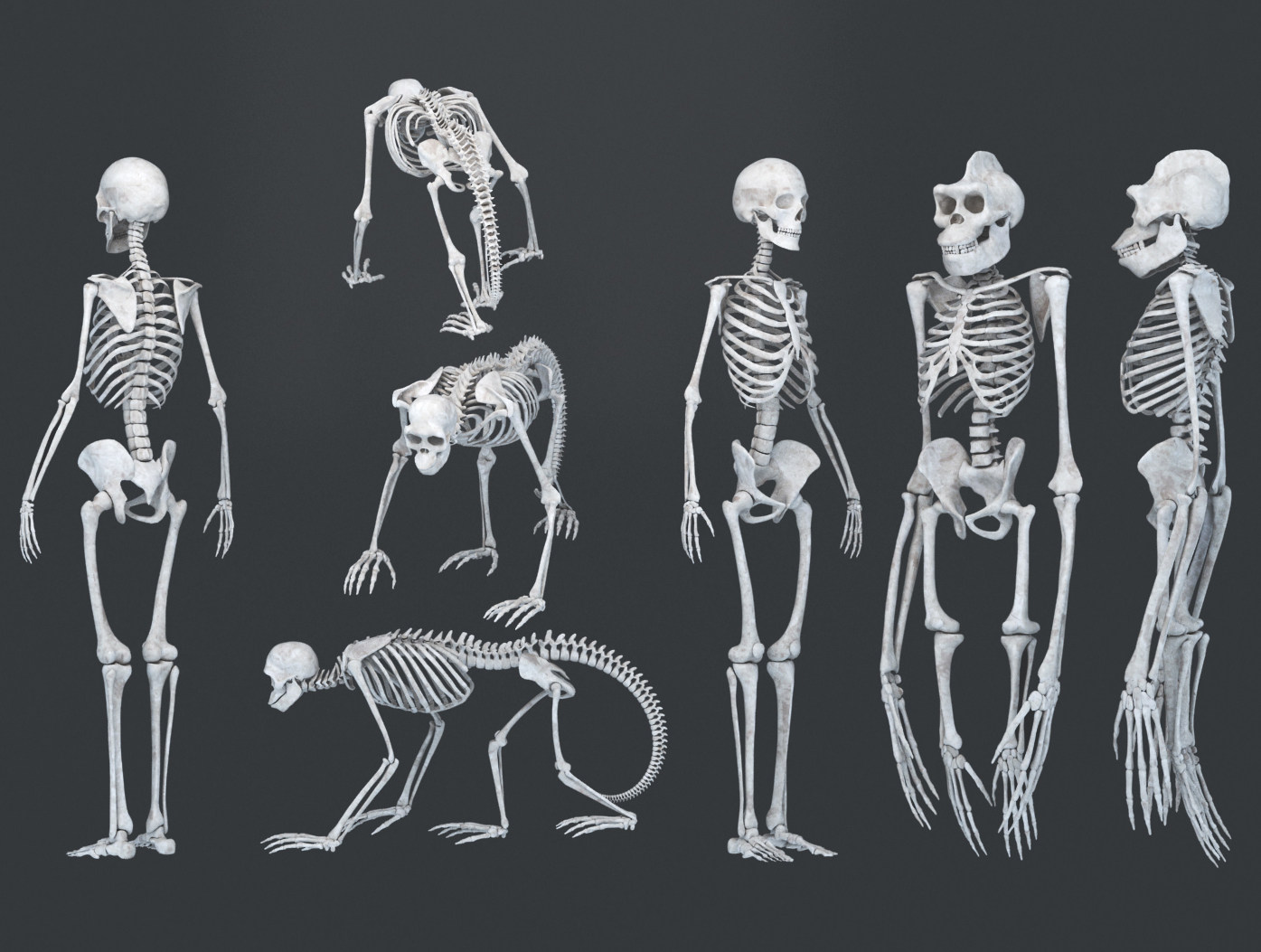 人类猩猩猿猴骨架，人体骨骼医疗器材设备3d模型下载