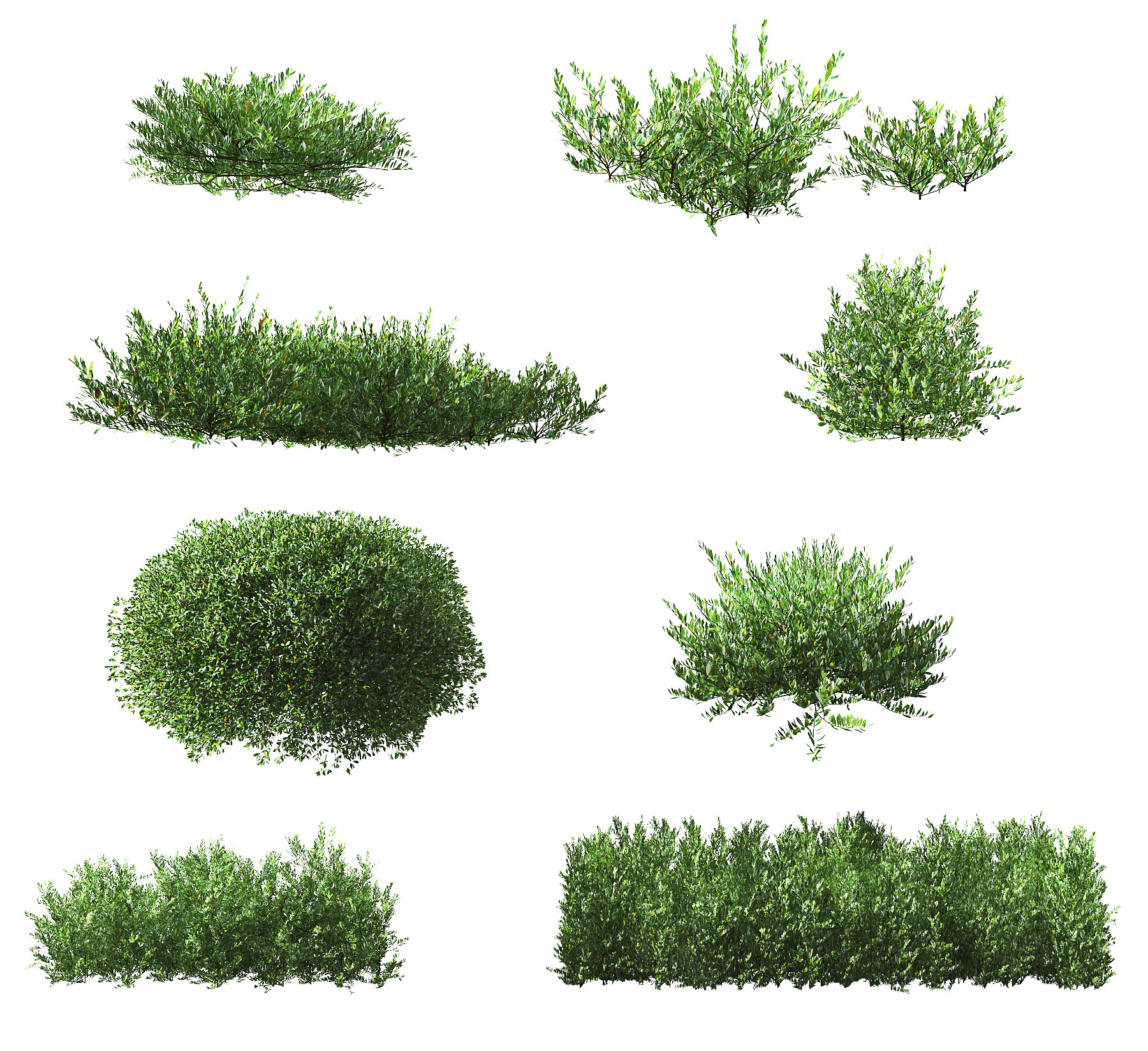 现代灌木植物,绿植3d模型下载