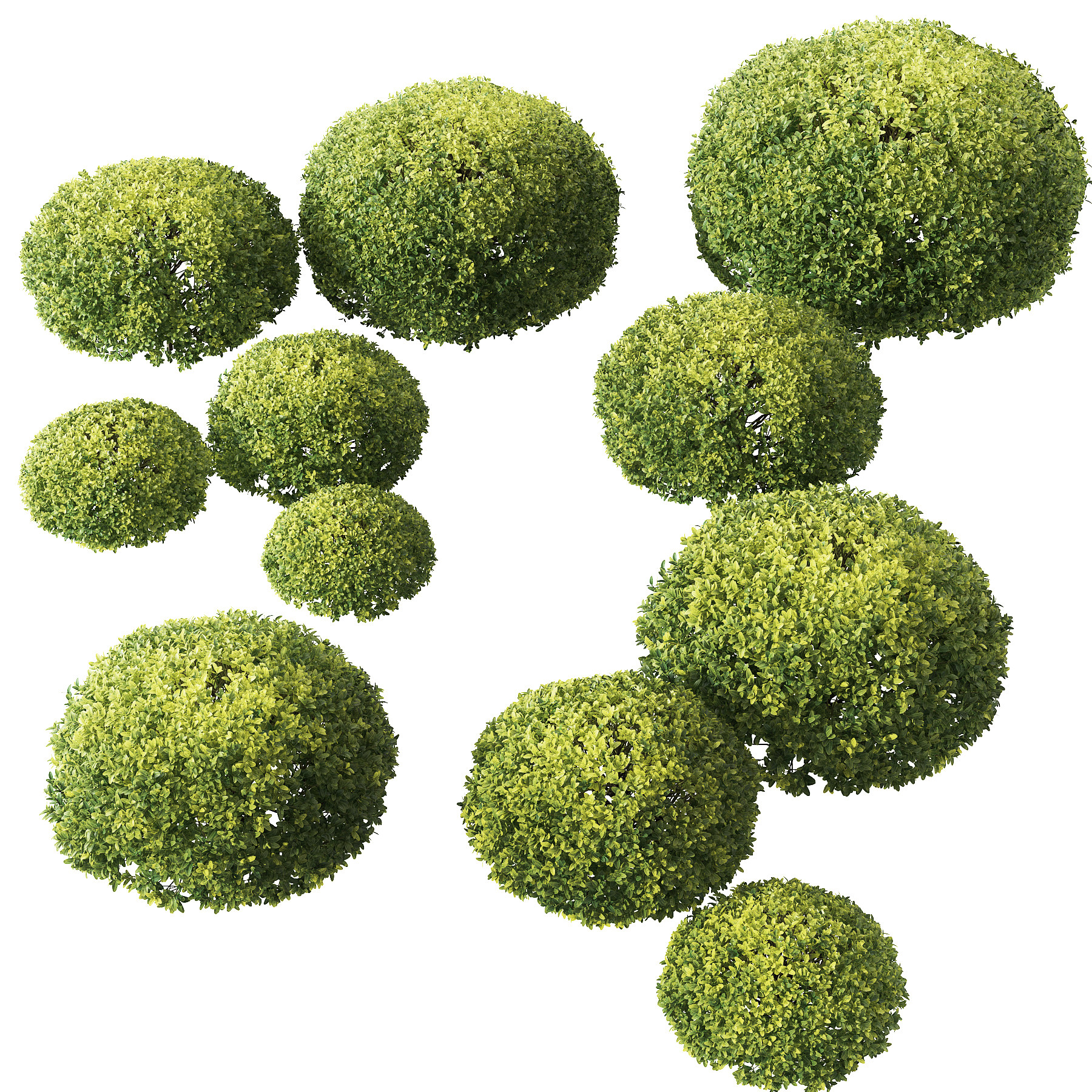 现代球形灌木绿篱3d模型下载
