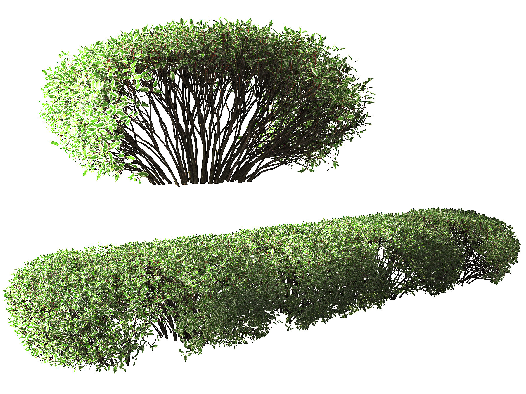 现代绿篱灌木3d模型下载