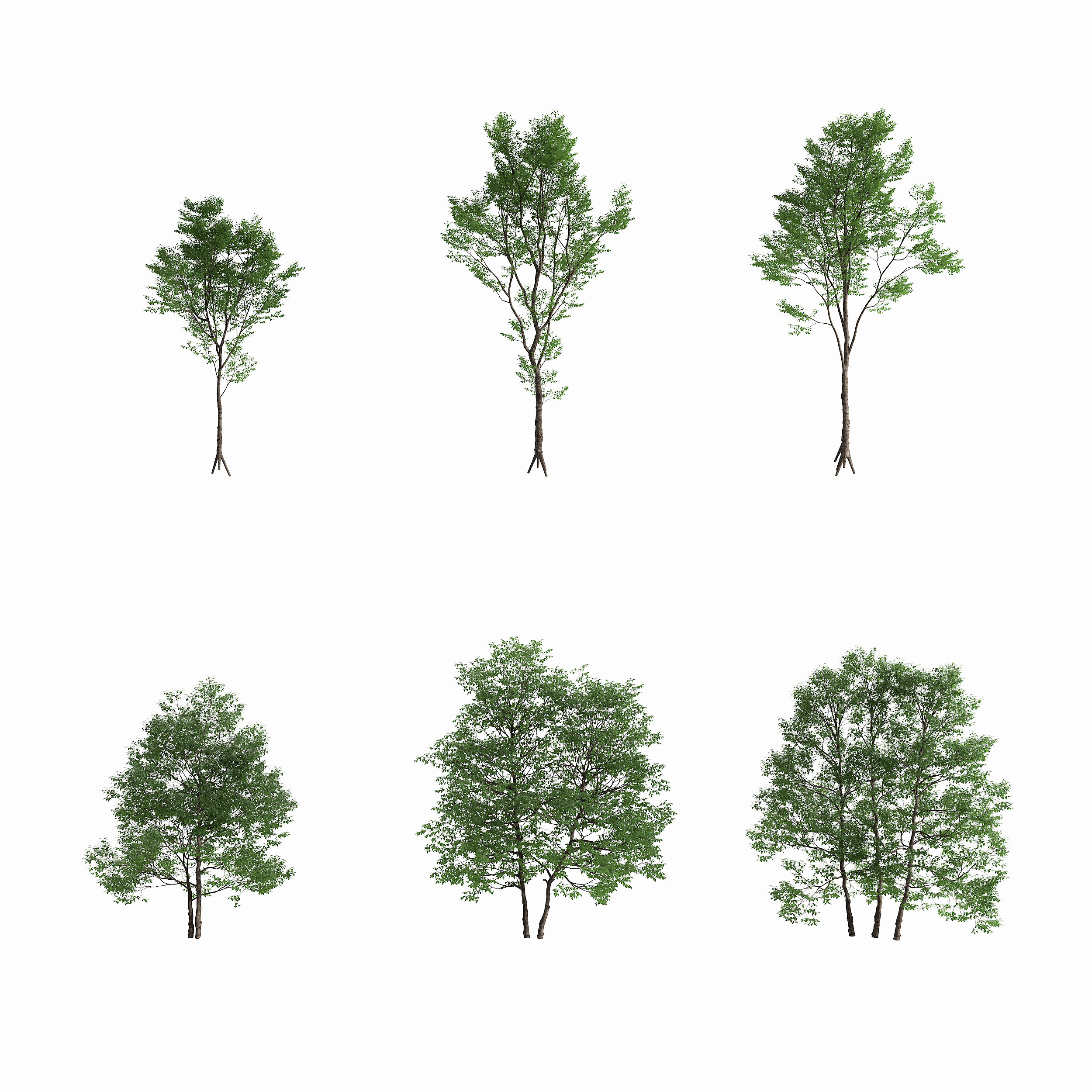现代景观树木,3d模型下载