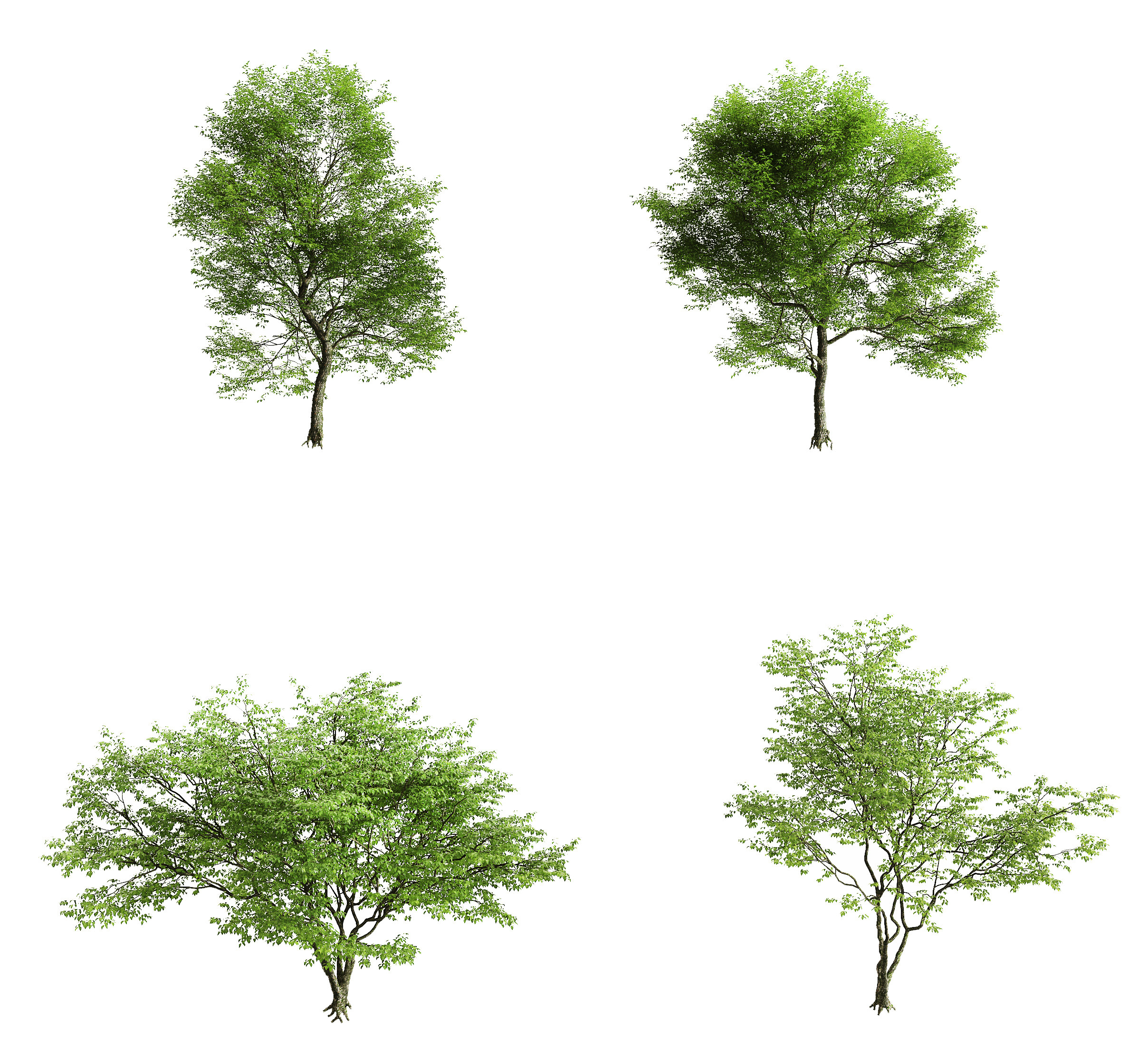 现代景观树3d模型下载