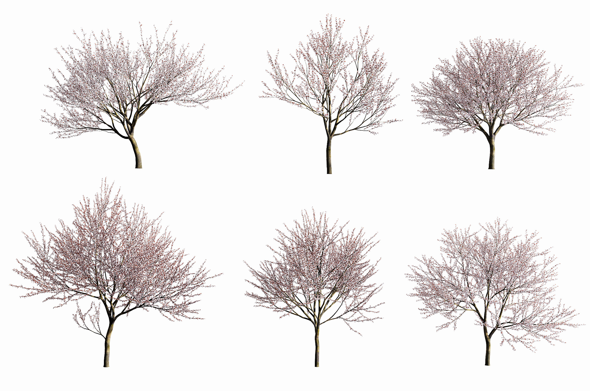 现代梅花树植物3d模型下载