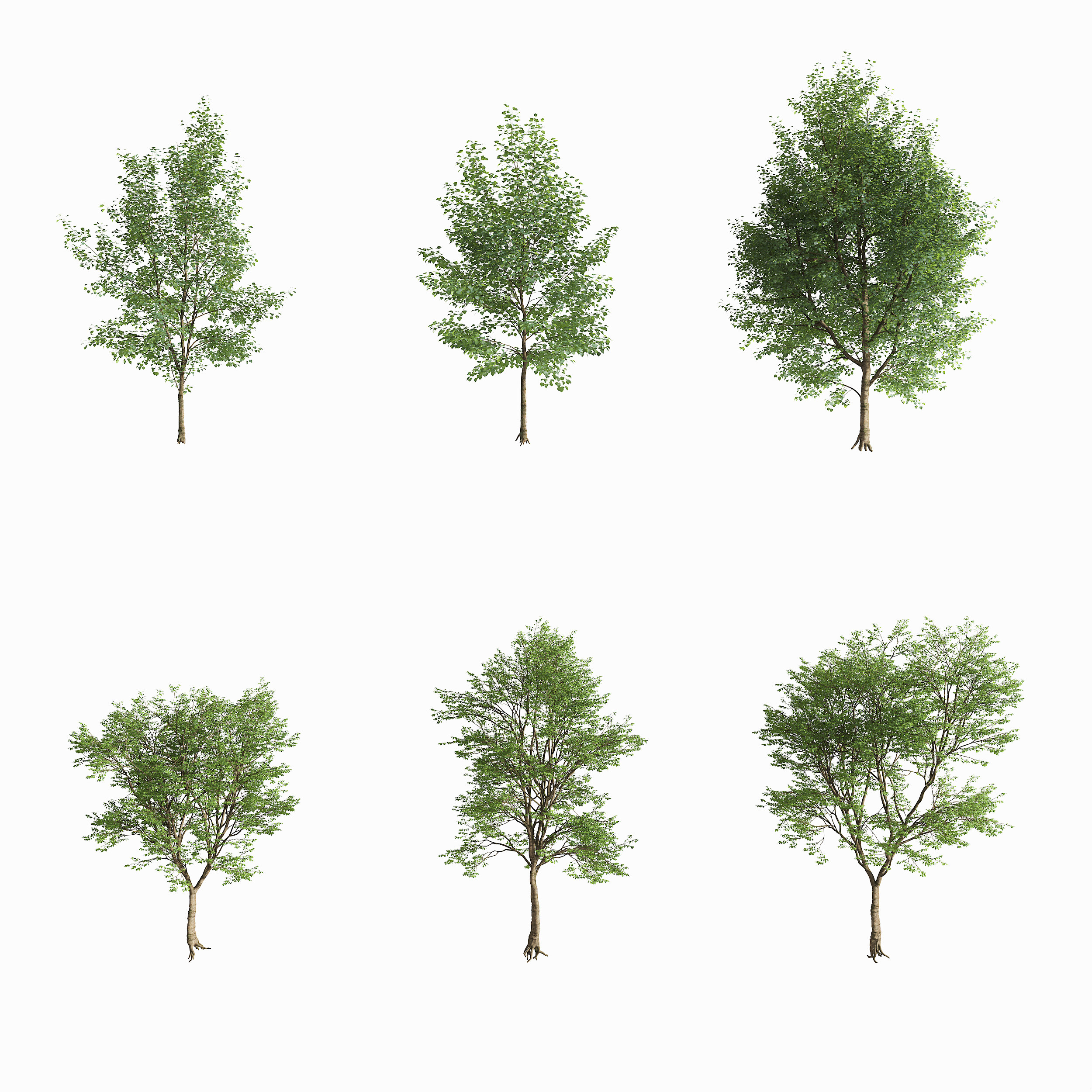 现代景观树,3d模型下载