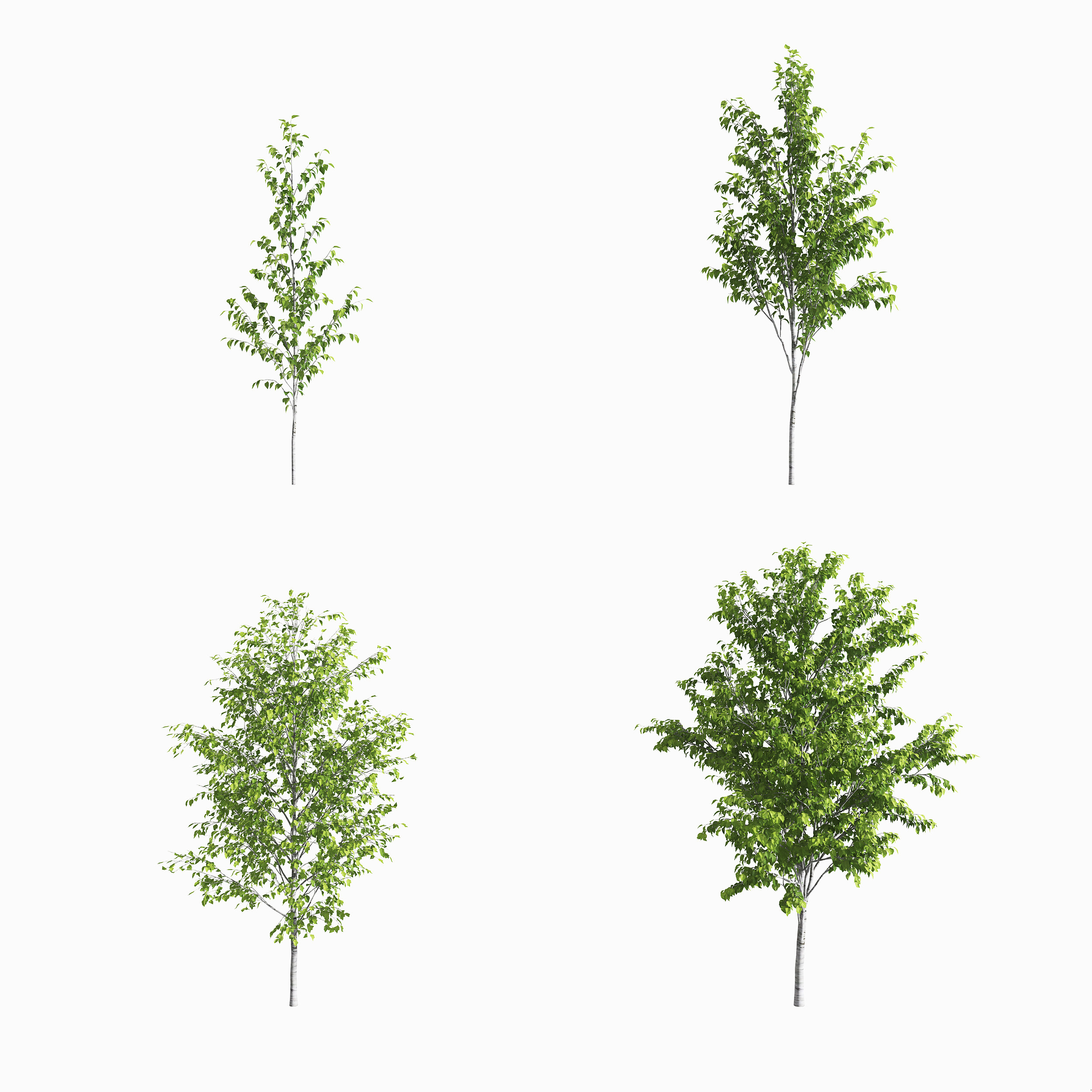 现代白桦树景观树,3d模型下载