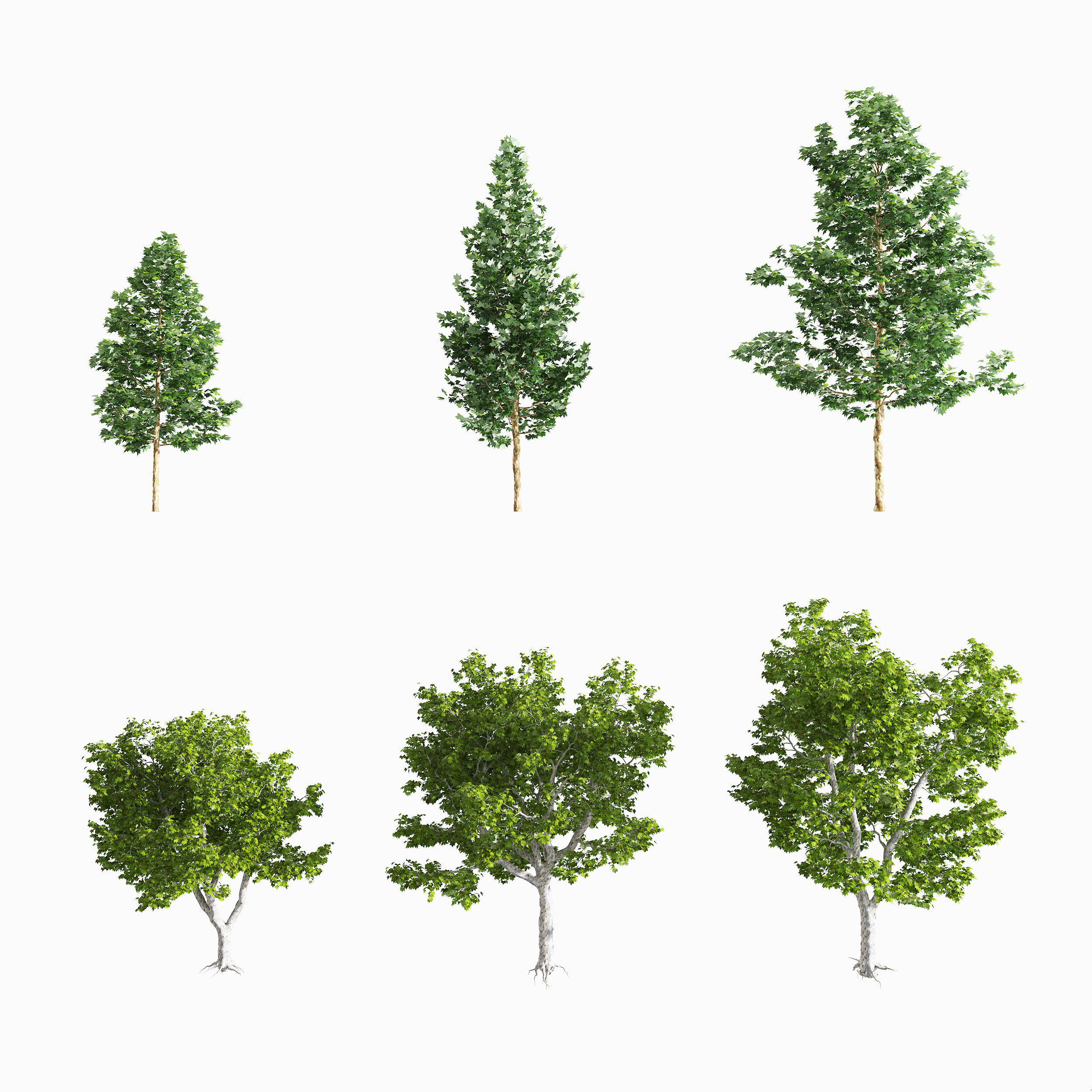 法国梧桐树木，3d模型下载