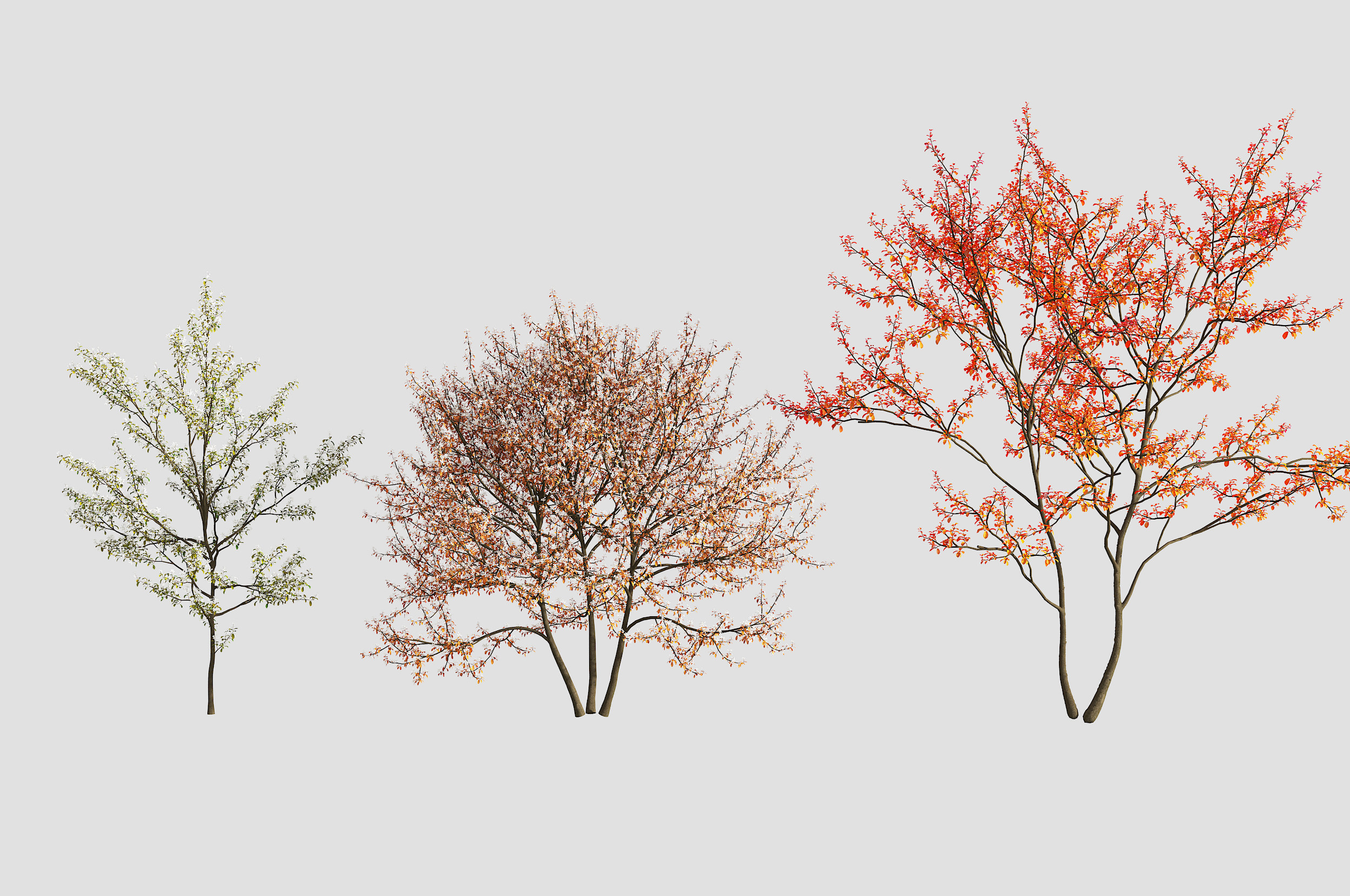 红叶树3d模型下载