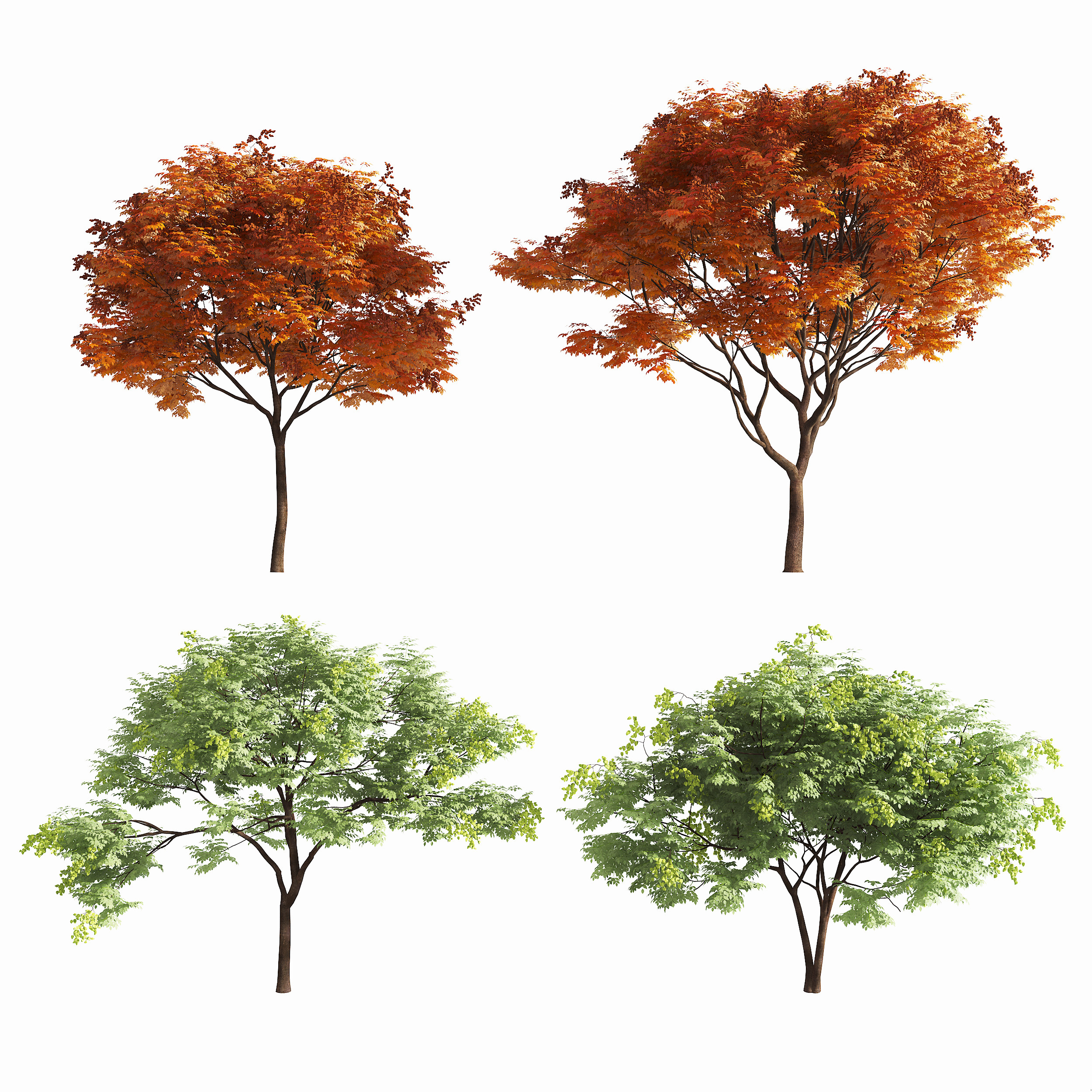 现代红叶枫叶树,3d模型下载