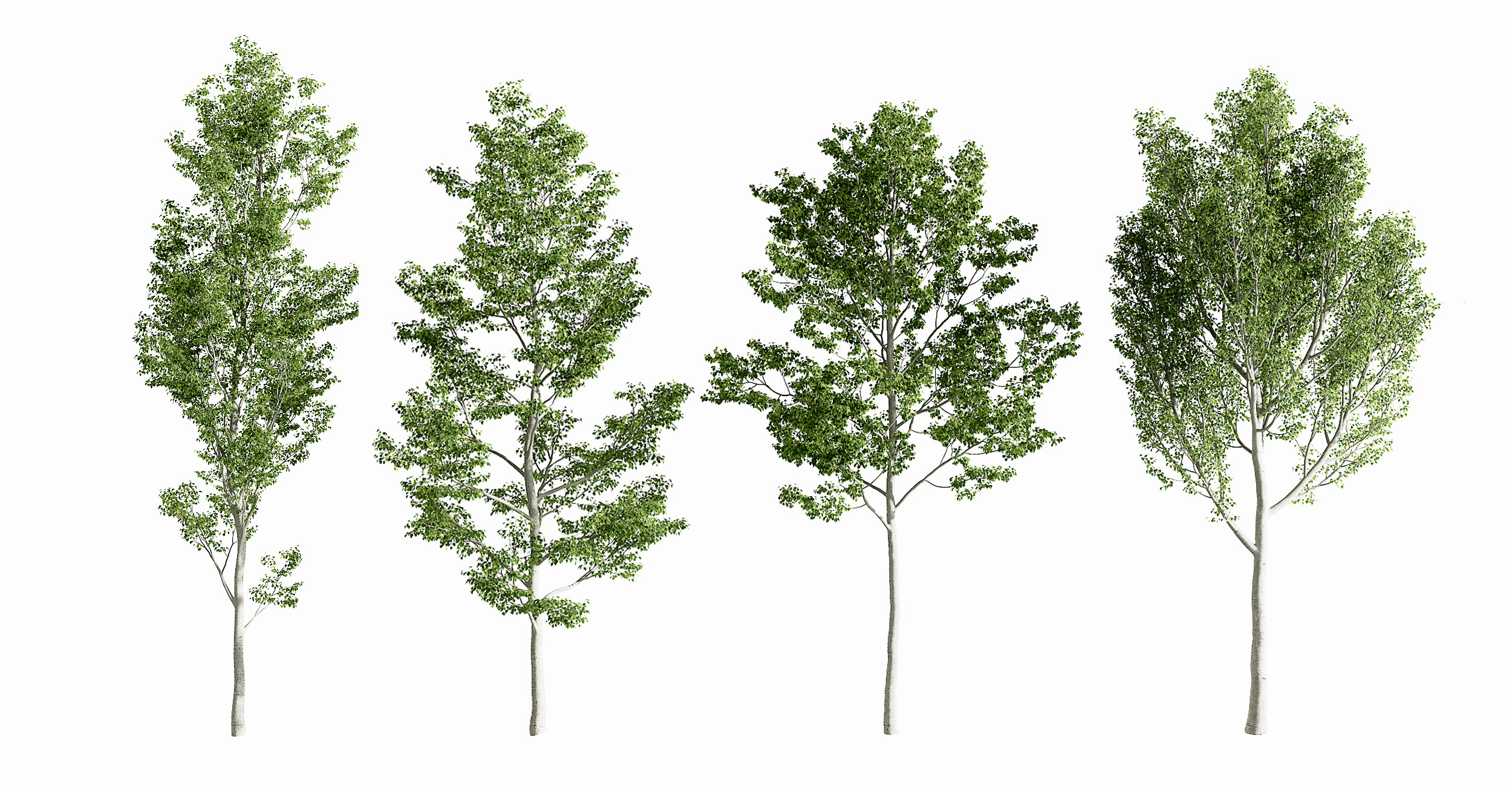 现代行道树景观树,3d模型下载