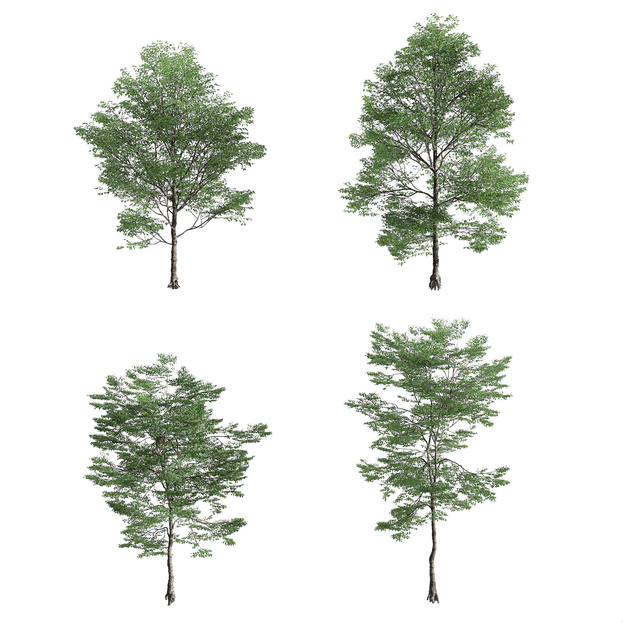 现代景观树3d模型下载