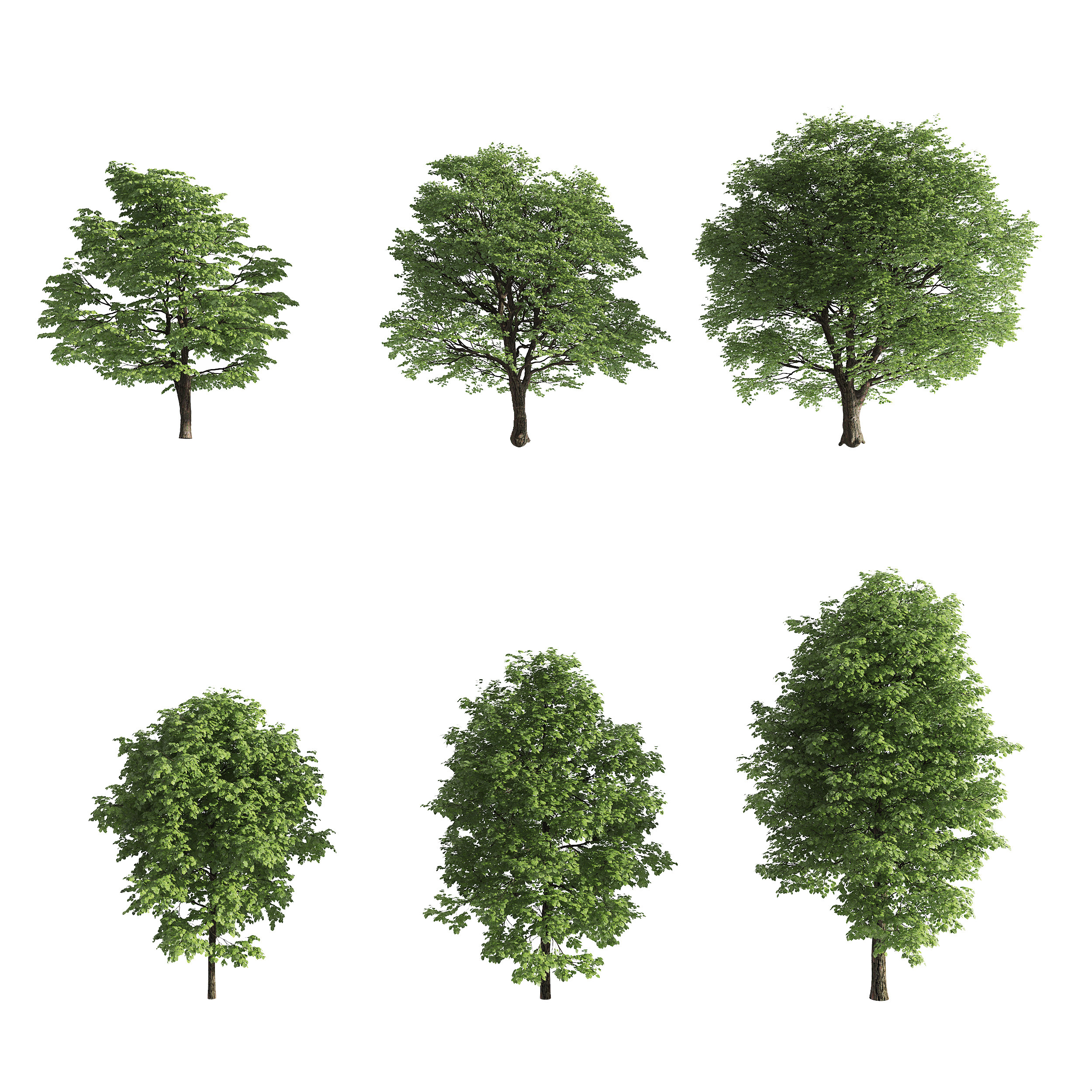 现代树木椴树,3d模型下载