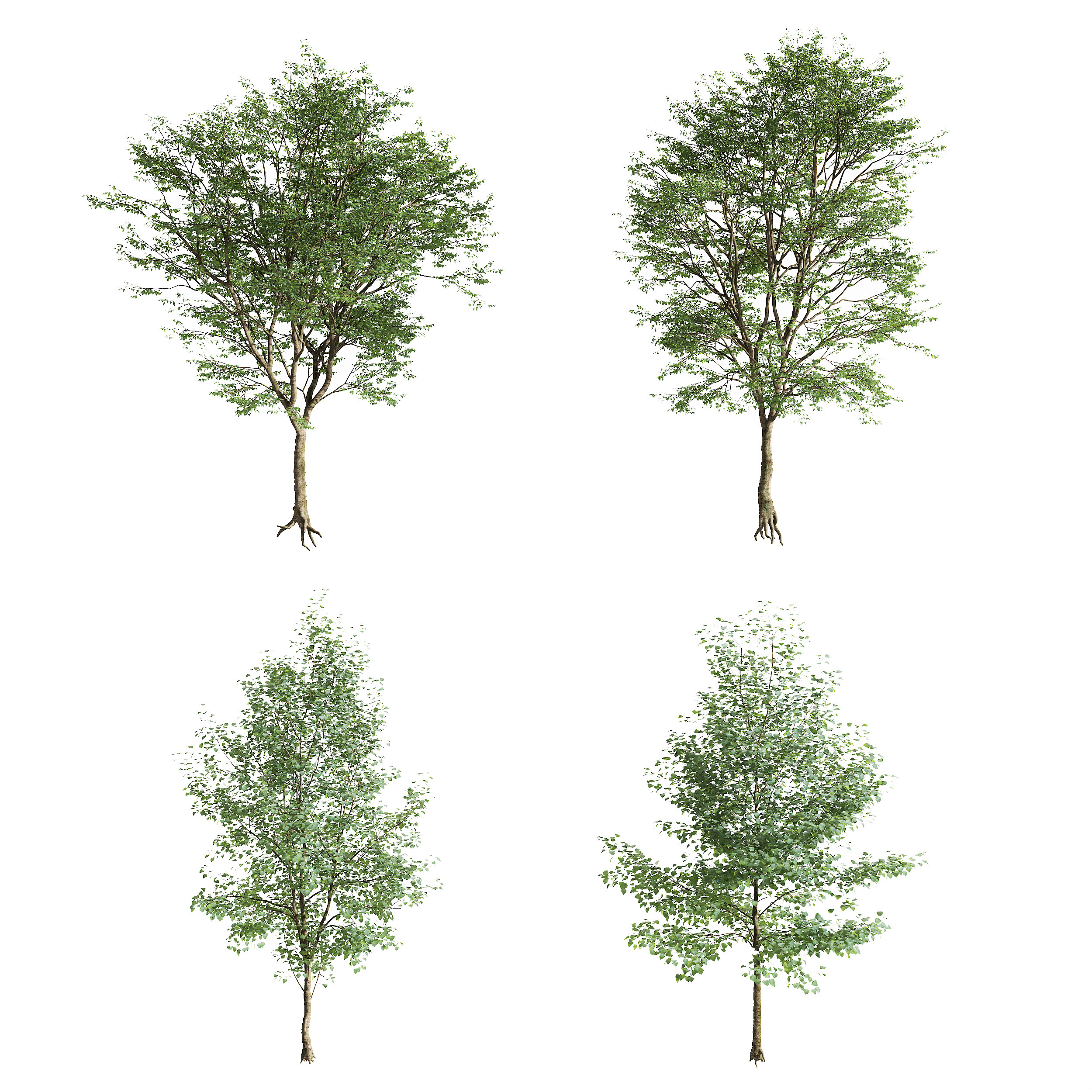 现代景观树,3d模型下载