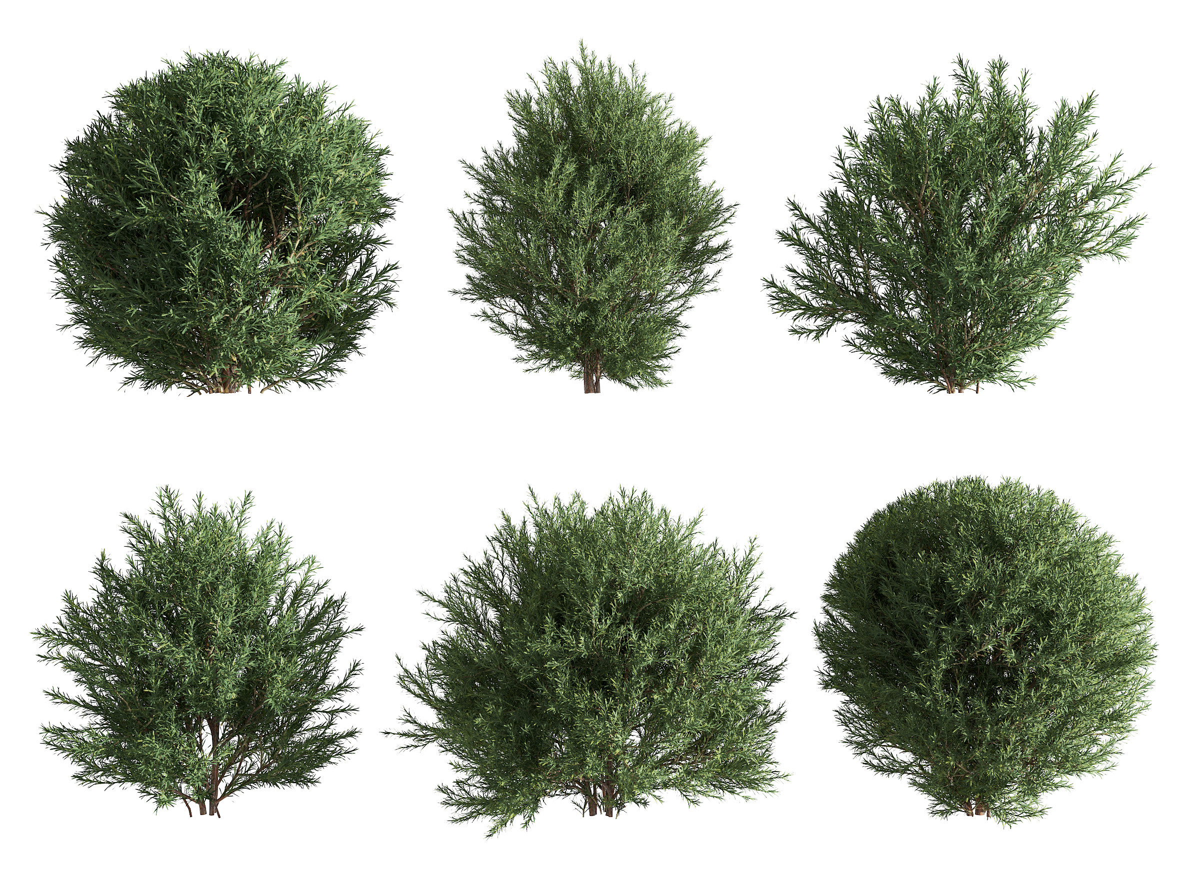 现代景观树松树,3d模型下载