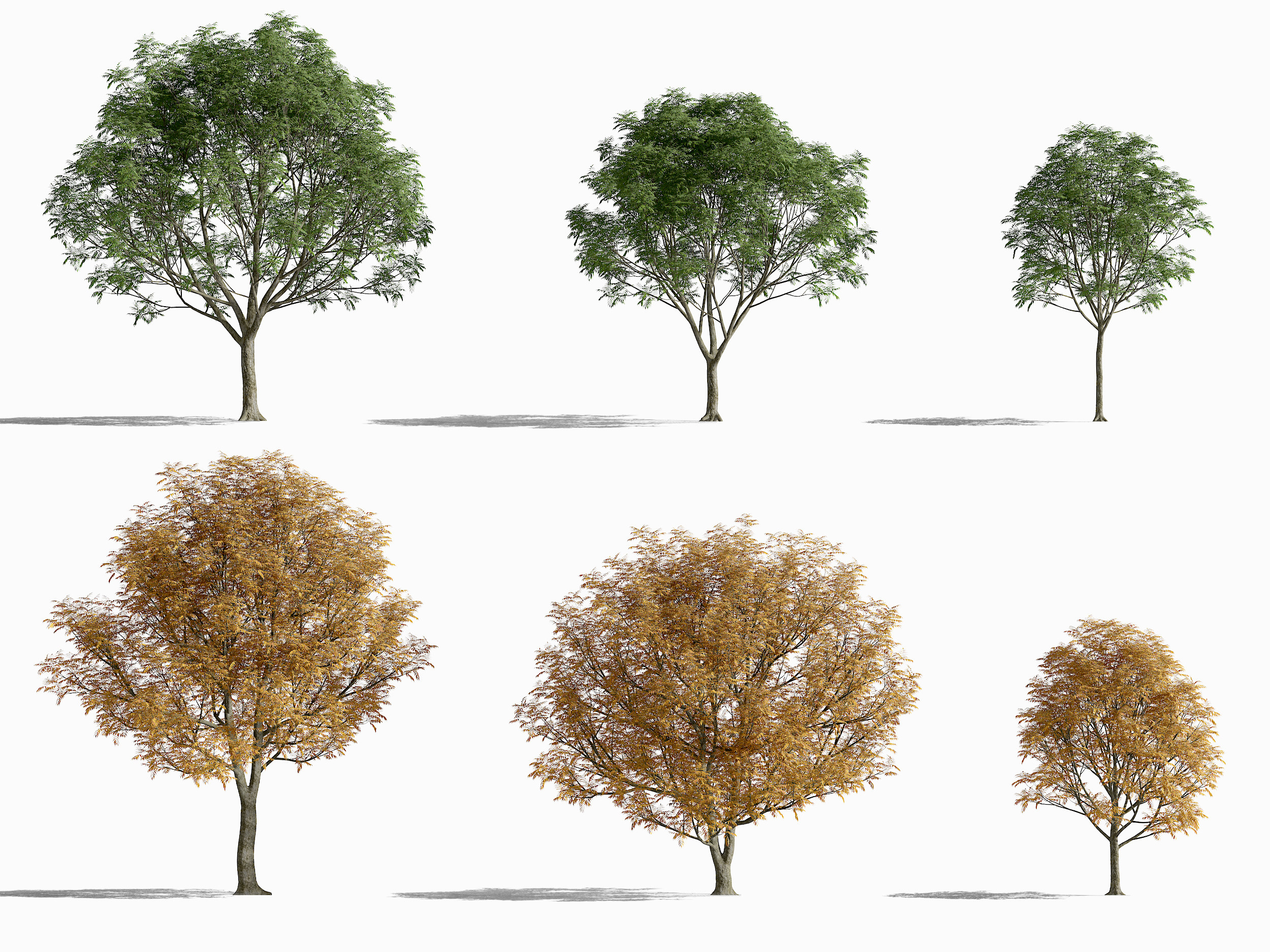 现代景观树枯树,3d模型下载
