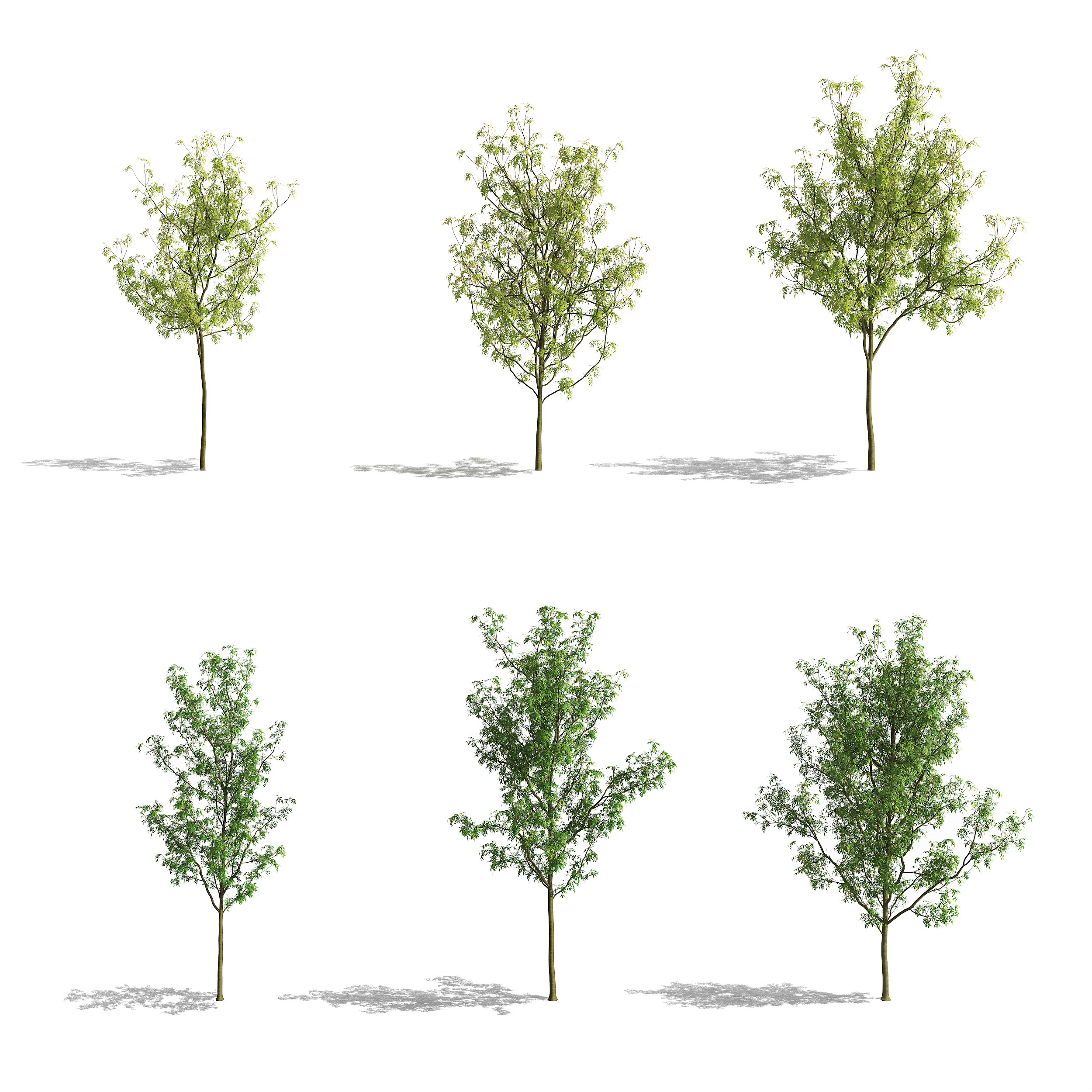 现代白蜡树3d模型下载