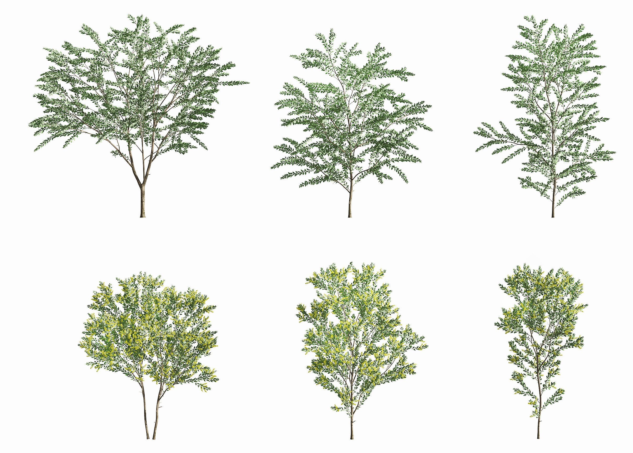 现代银叶金景观树3d模型下载