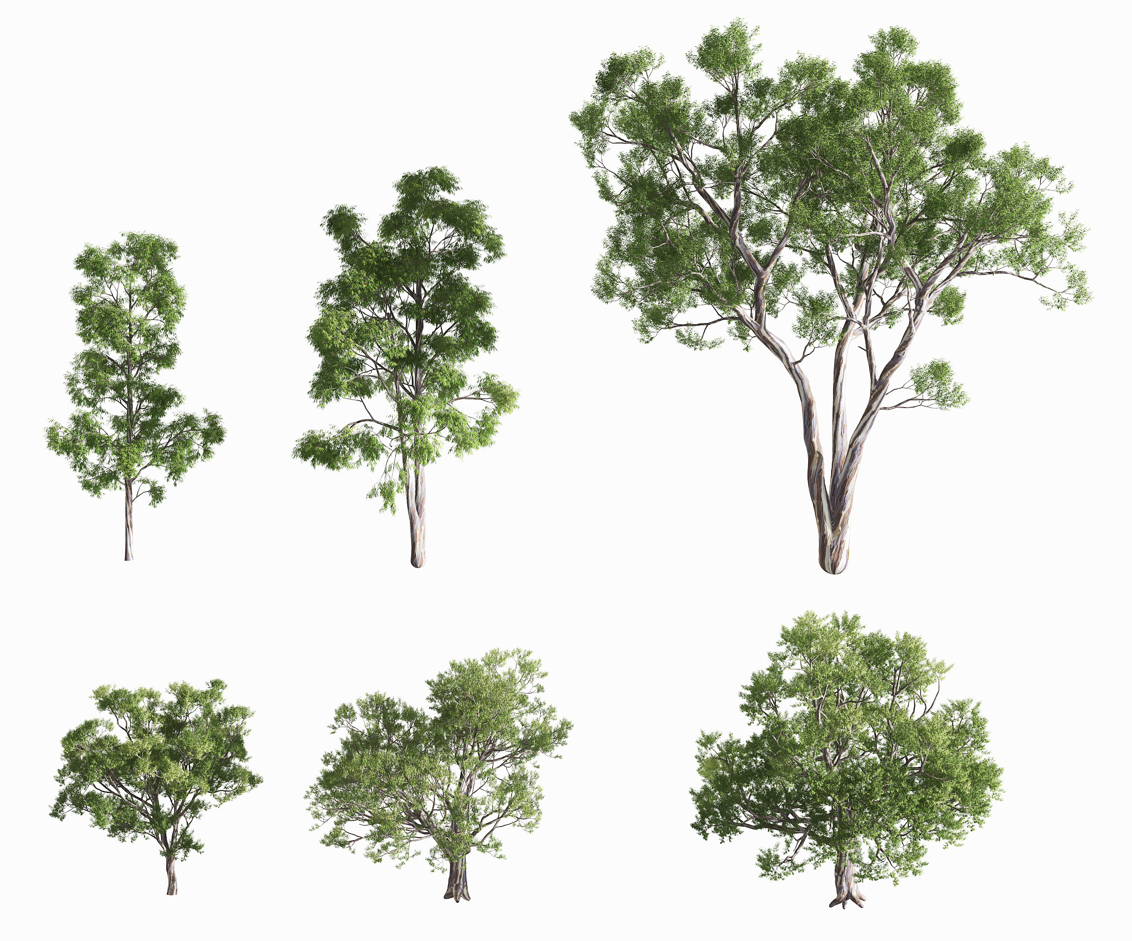 现代蓝桉树景观树,3d模型下载
