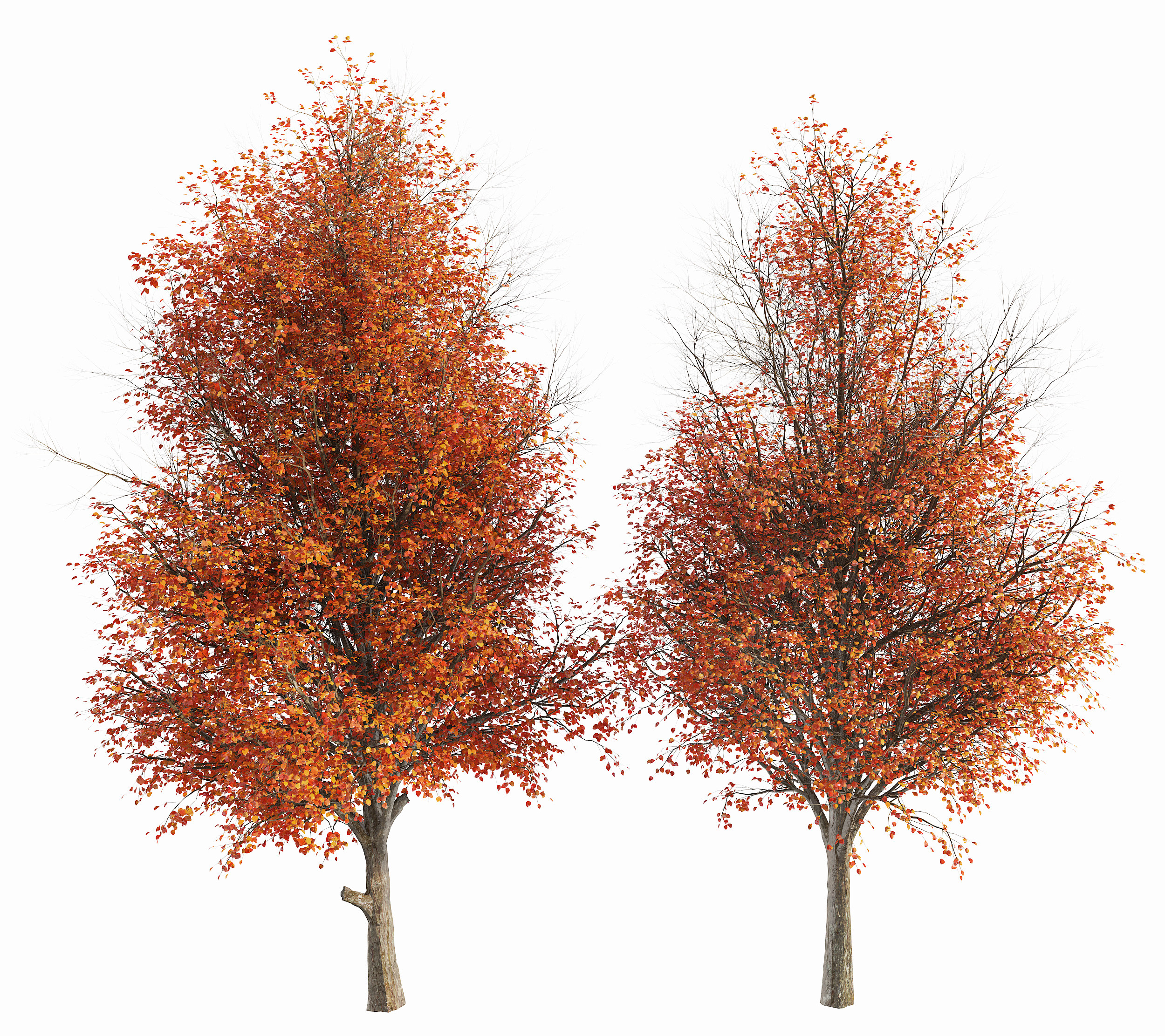 现代红树梨树,3d模型下载