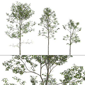 现代景观树杨树3d模型下载