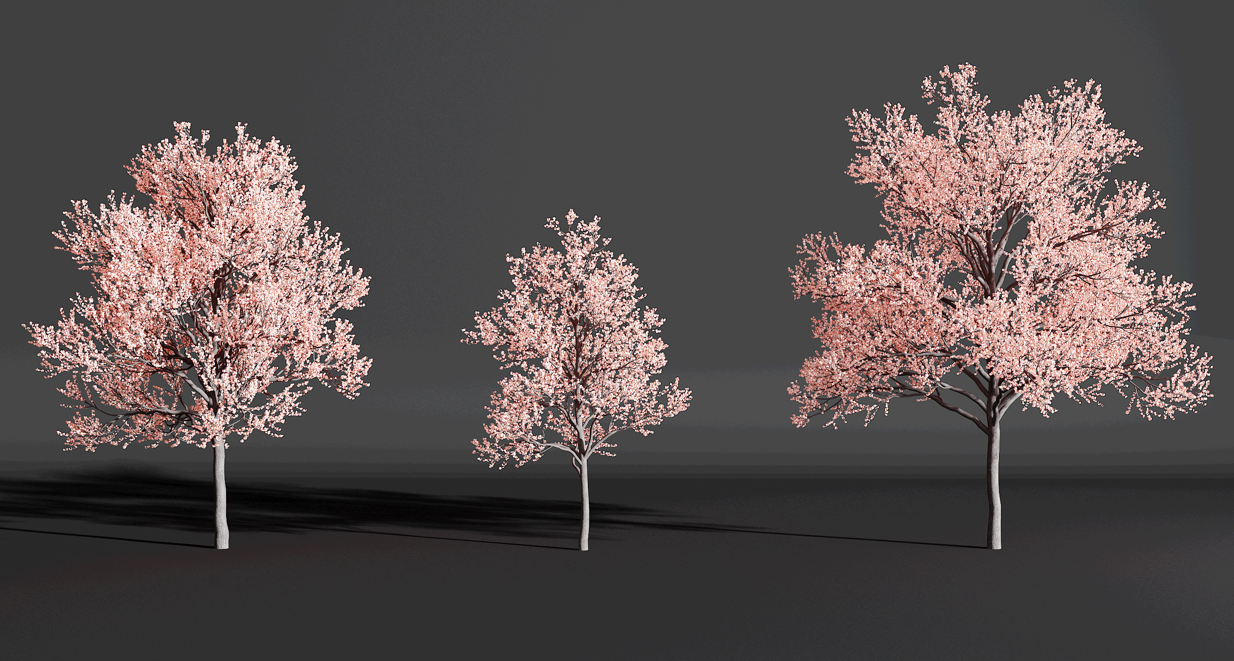 现代樱花树，3d模型下载