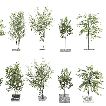 现代树池行道树3d模型下载