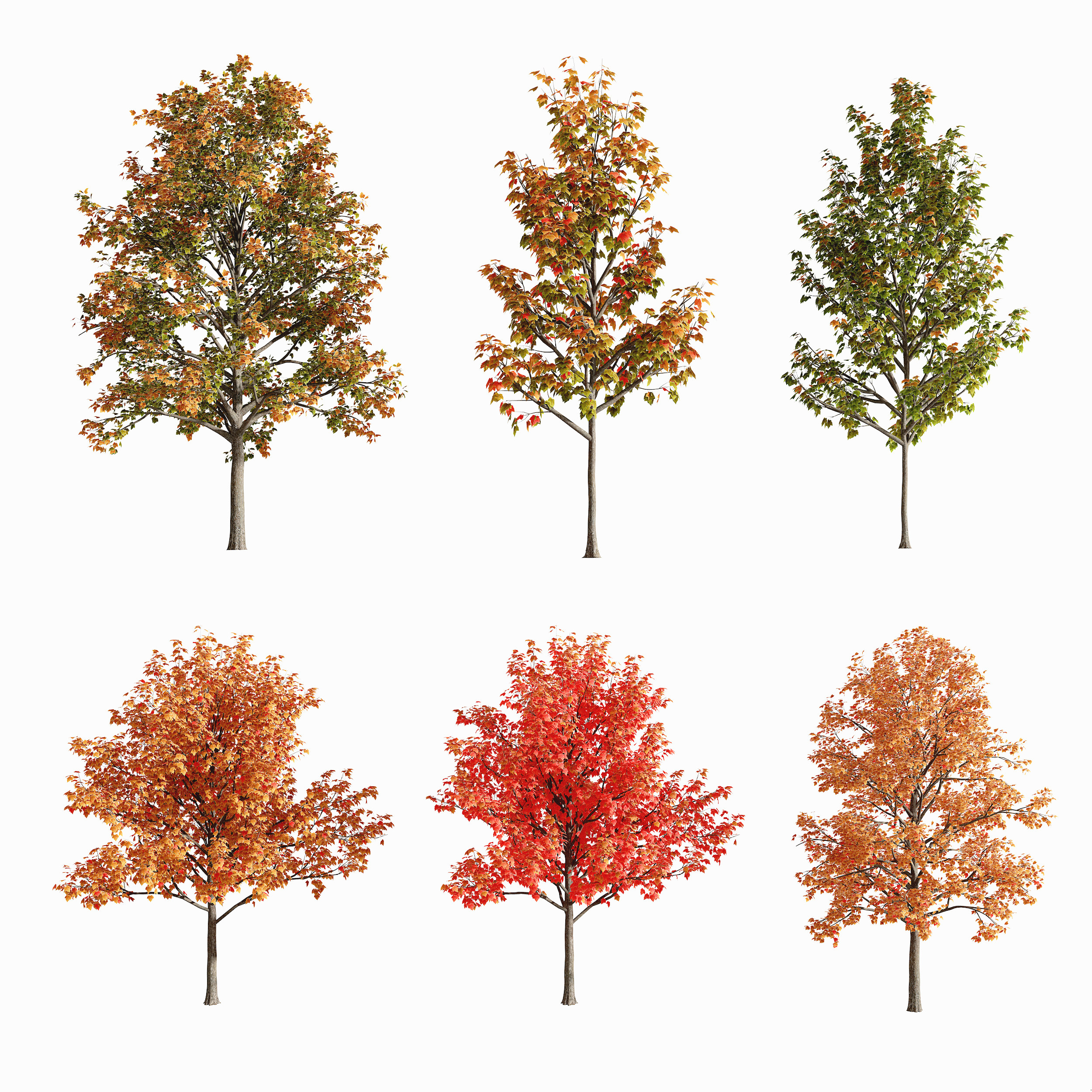 现代秋季树,3d模型下载