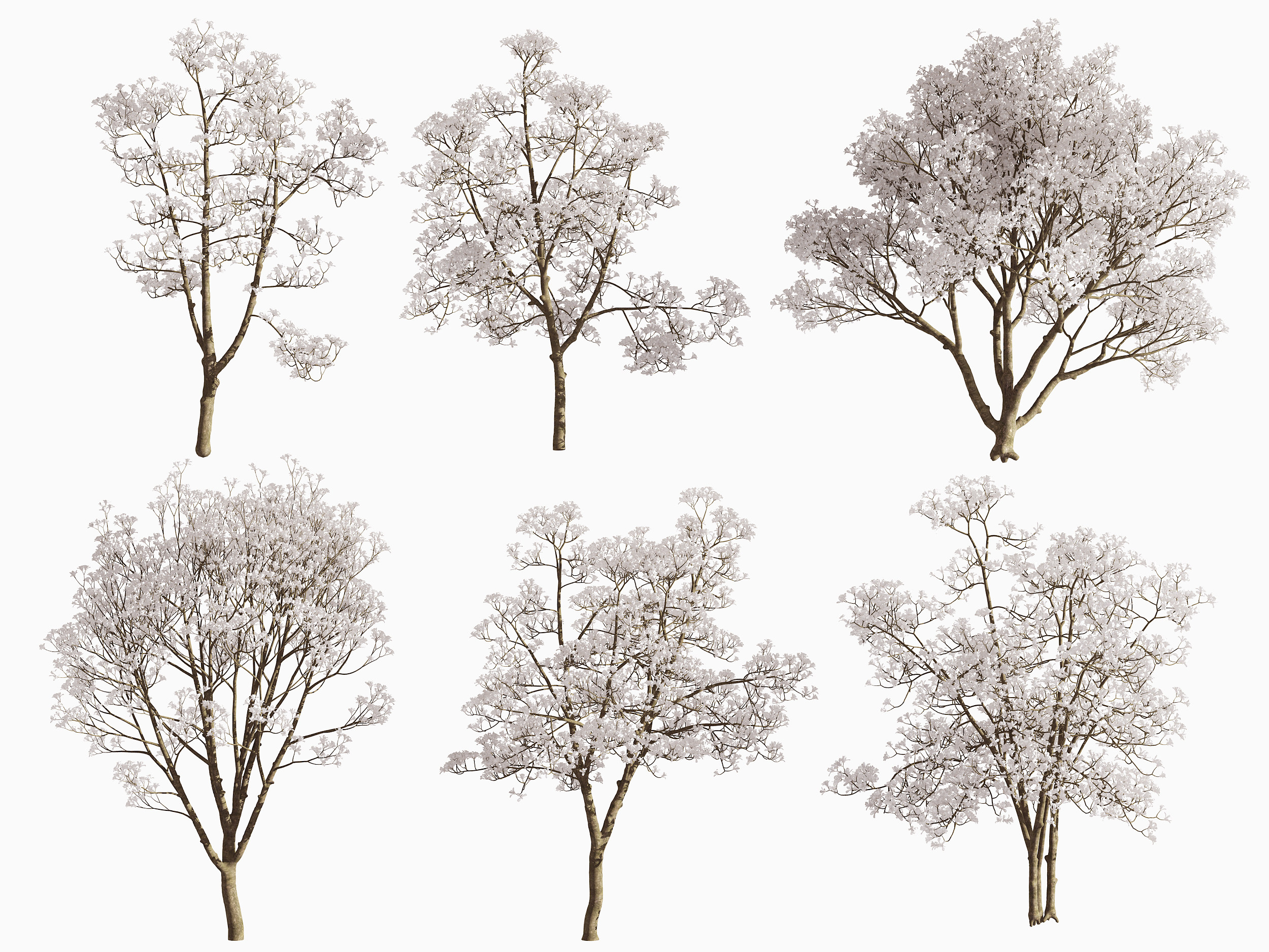 现代玉兰树景观树,3d模型下载