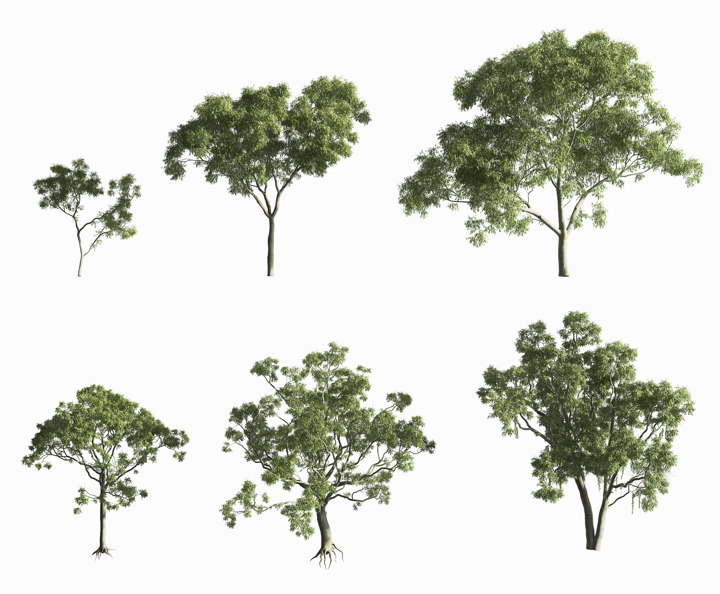 现代户外景观树,3d模型下载