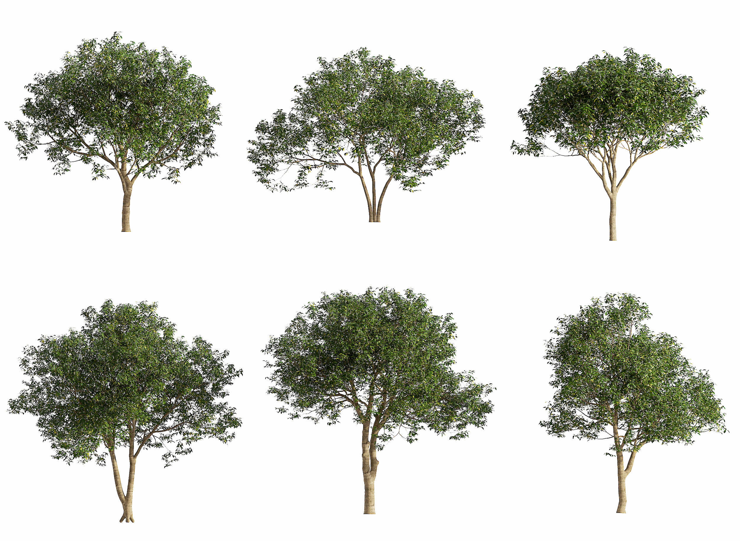 现代月桂树植物3d模型下载