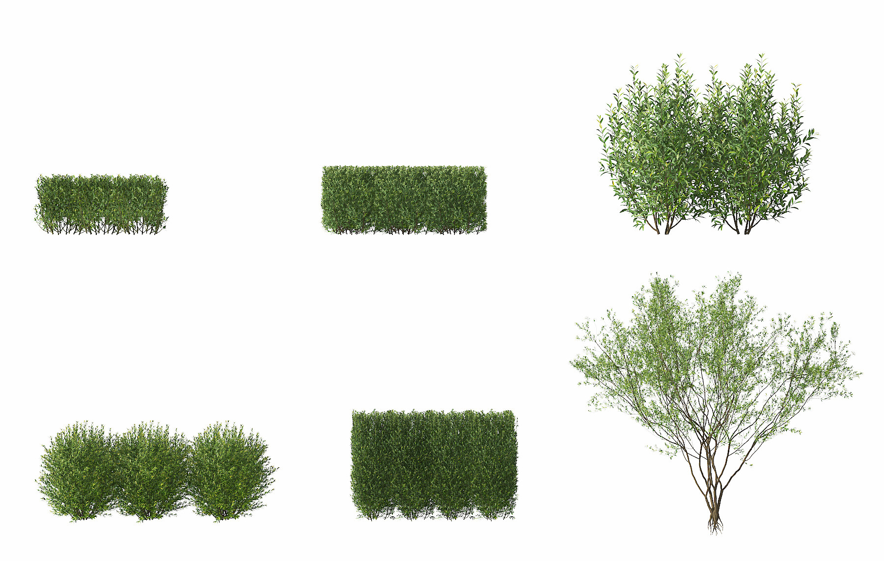现代绿植灌木,3d模型下载