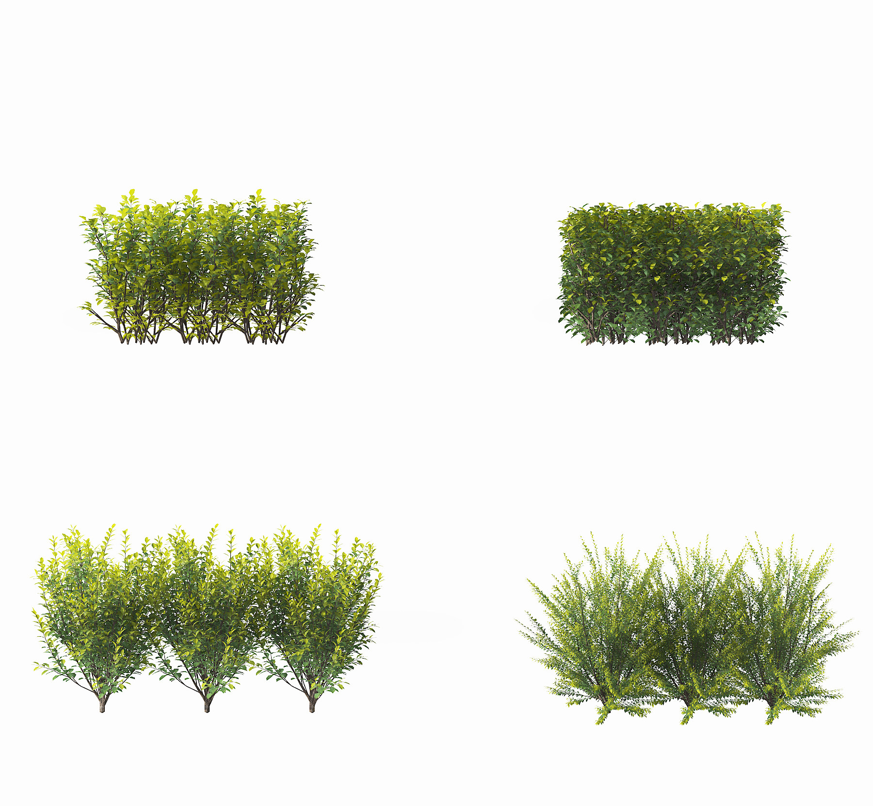 现代常绿灌木,3d模型下载