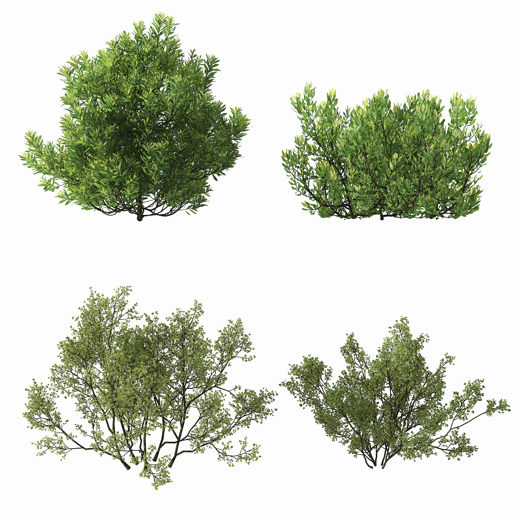 现代绿植,灌木3d模型下载