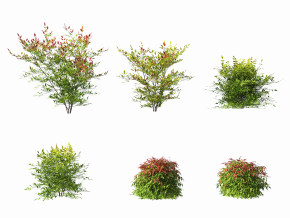 现代南天竺灌木植物,3d模型下载