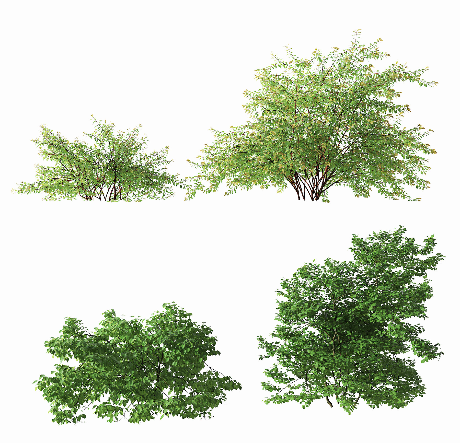 现代植物灌木,3d模型下载