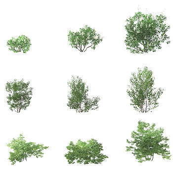 现代灌木植物,3d模型下载