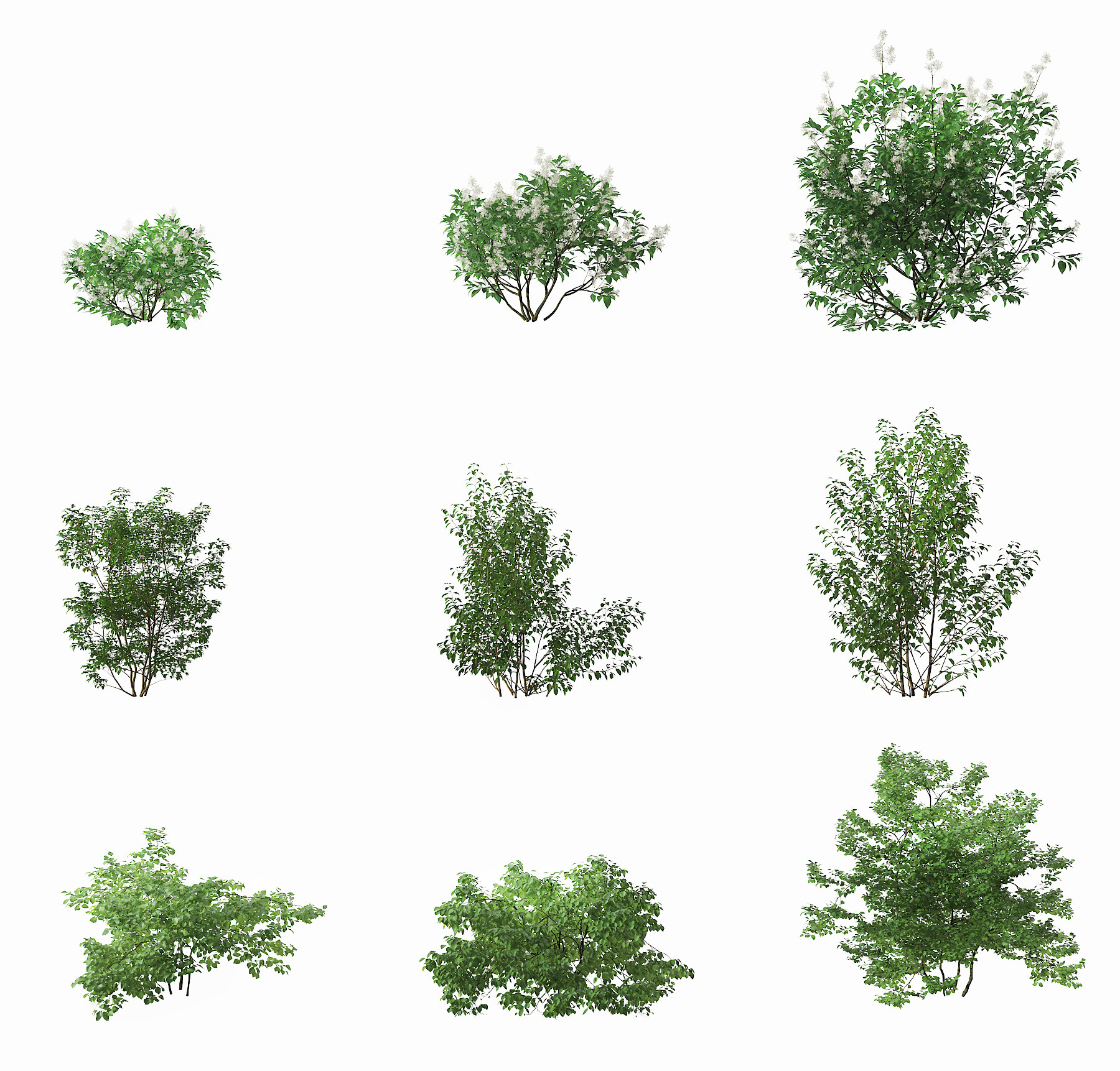 现代灌木植物,3d模型下载