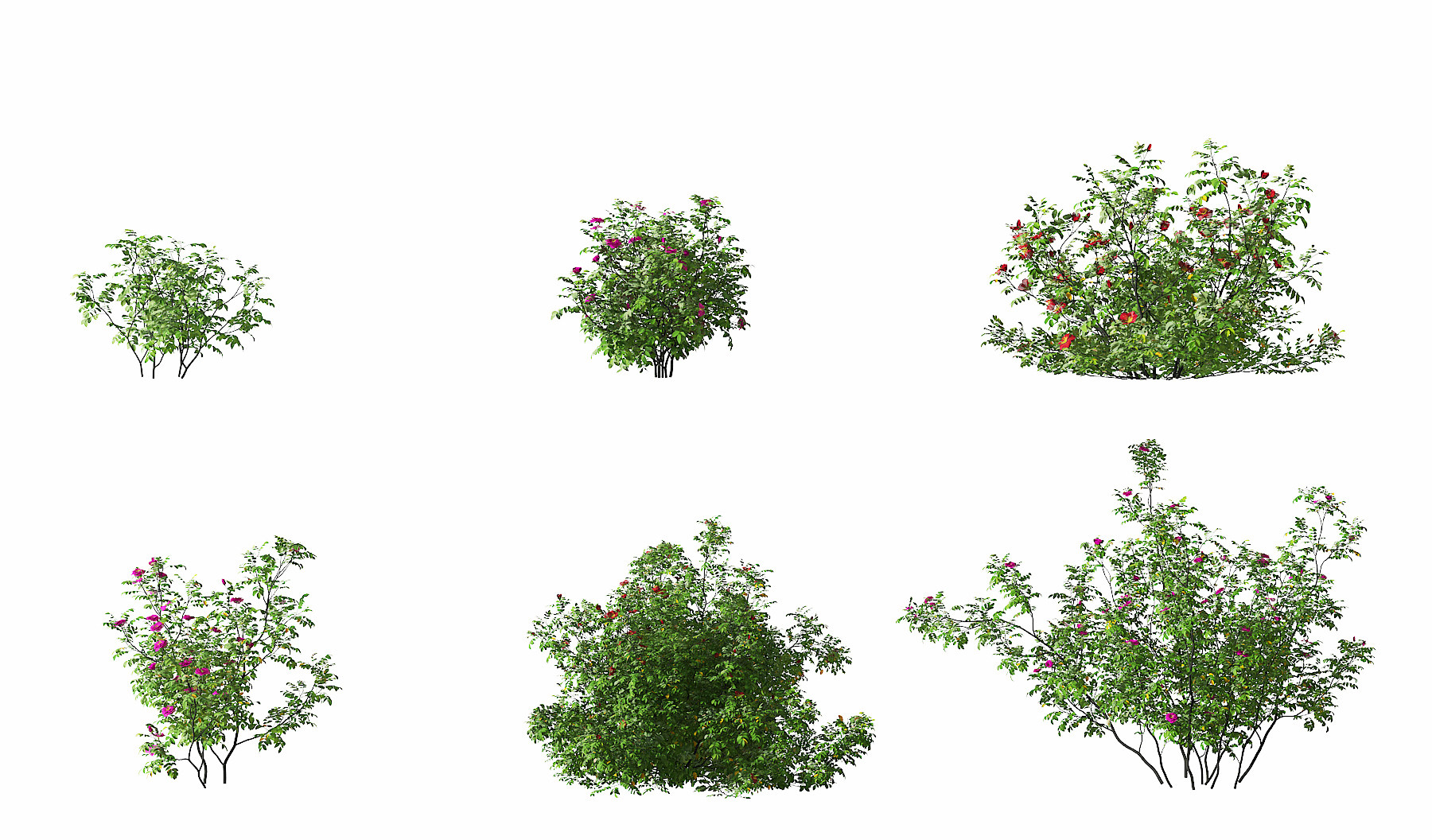 现代玫瑰灌木,3d模型下载