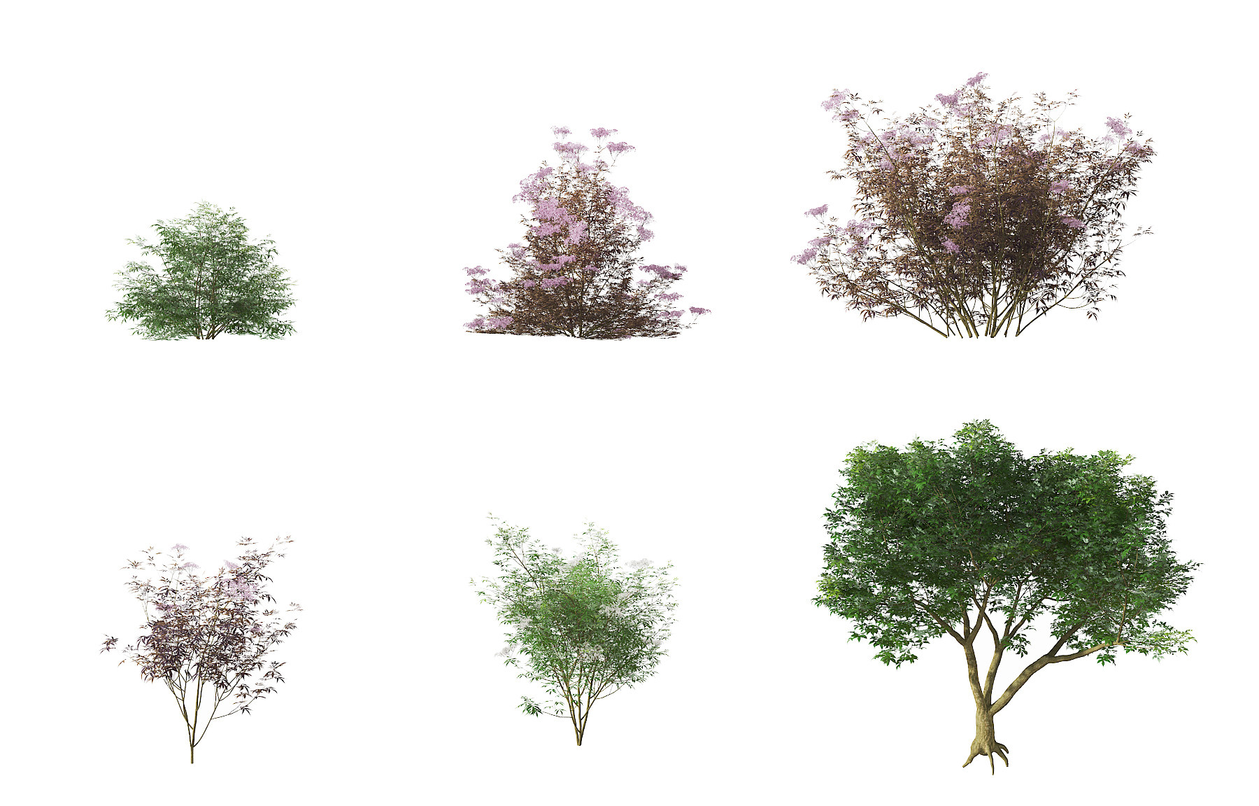 现代接骨木灌木,3d模型下载