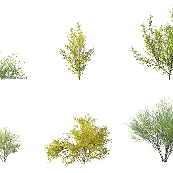 现代金雀花灌木3d模型下载