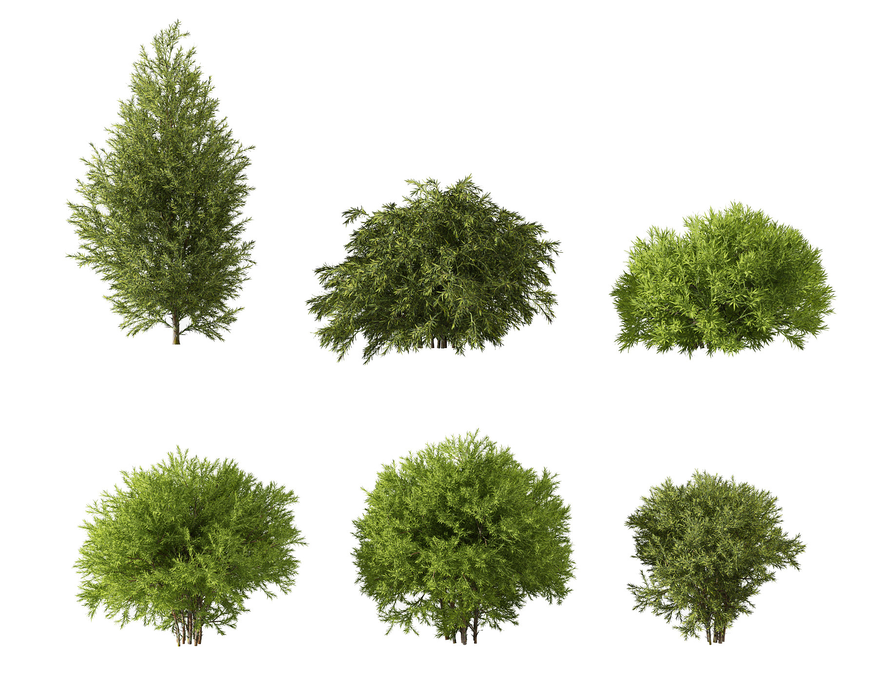现代灌木绿植,花草3d模型下载