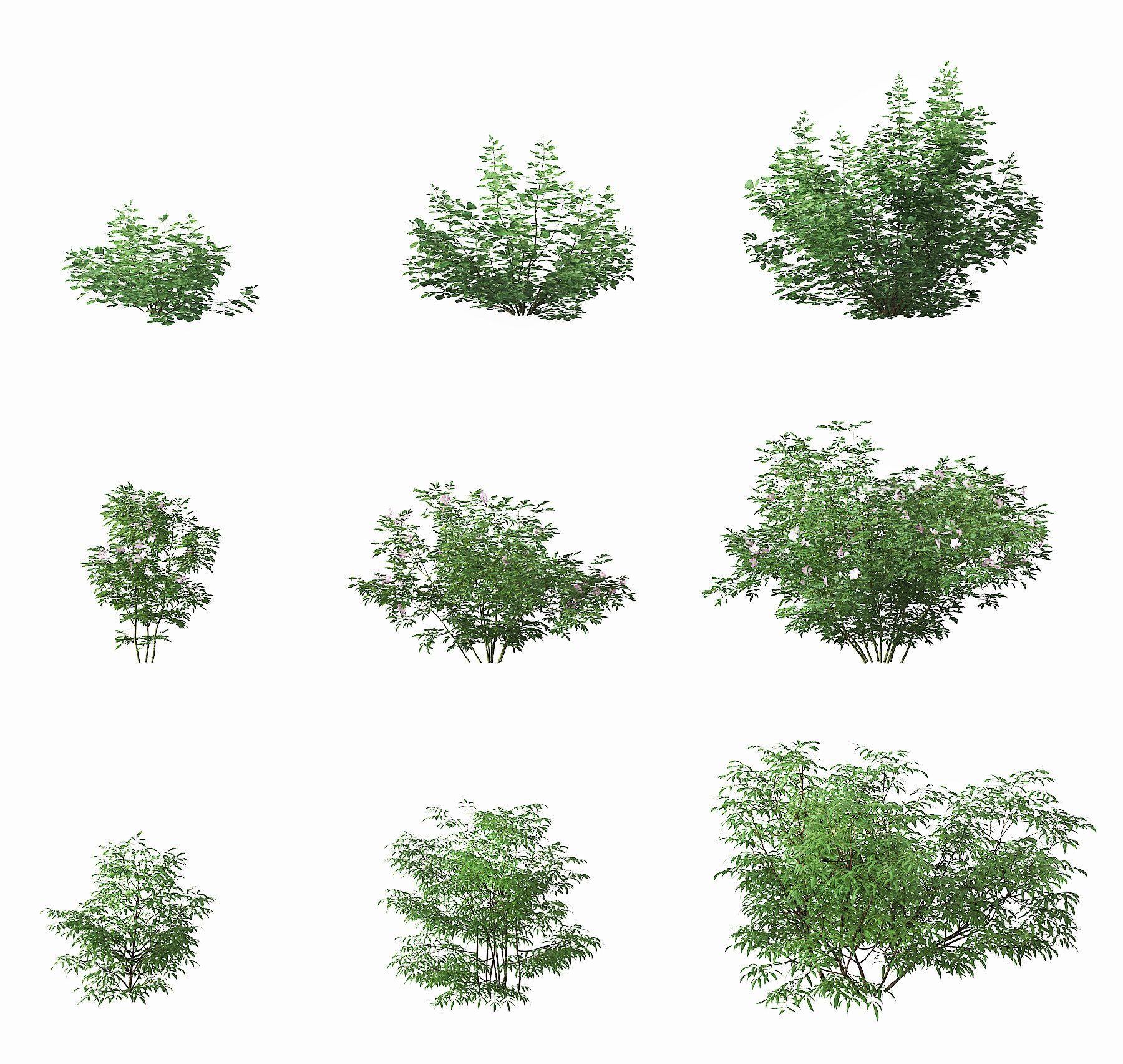 现代灌木,3d模型下载
