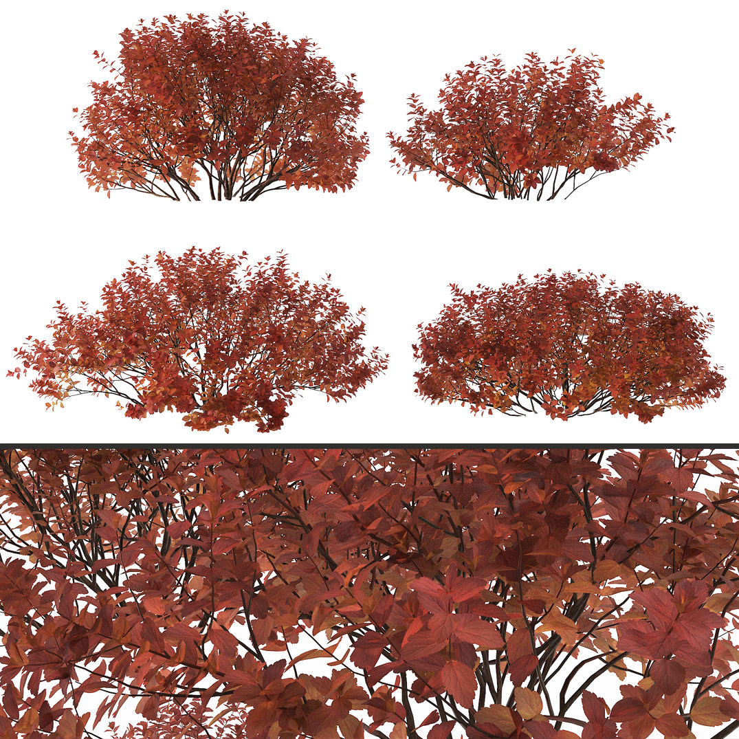 现代红天竹灌木3d模型下载