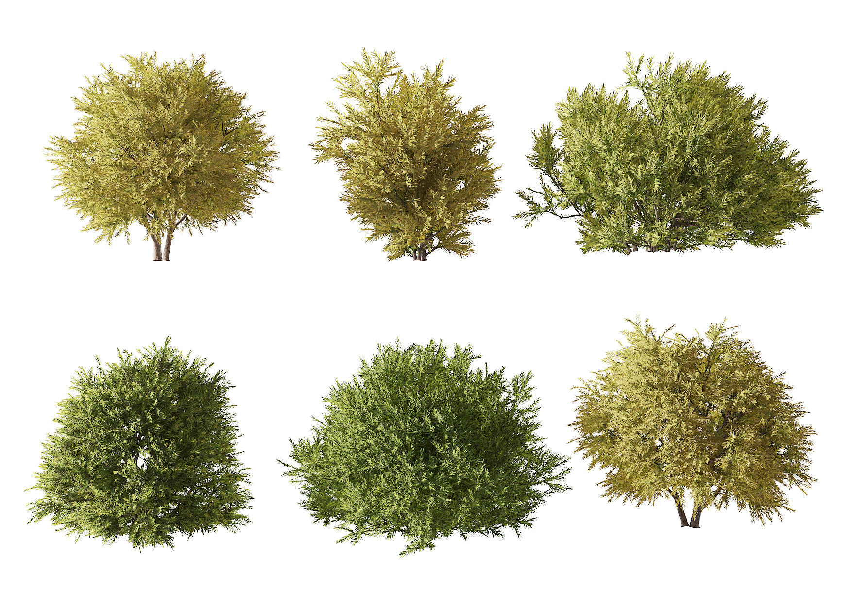 现代灌木植物,3d模型下载