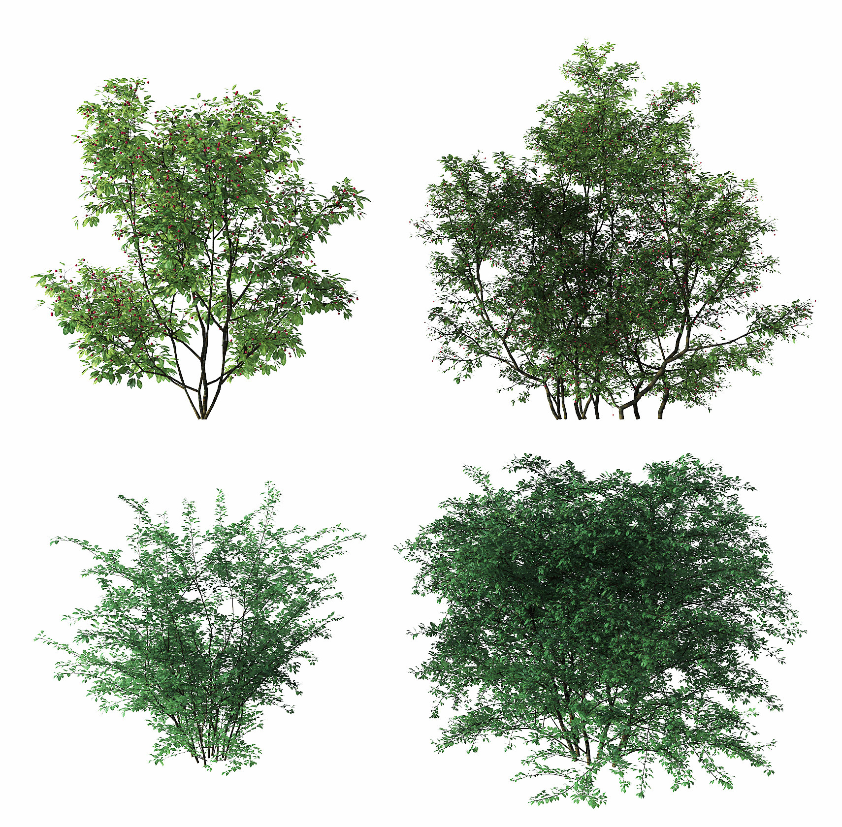 现代绿植灌木,3d模型下载