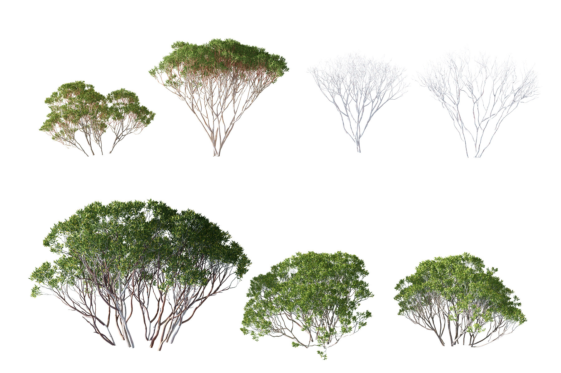 现代红树灌木,3d模型下载