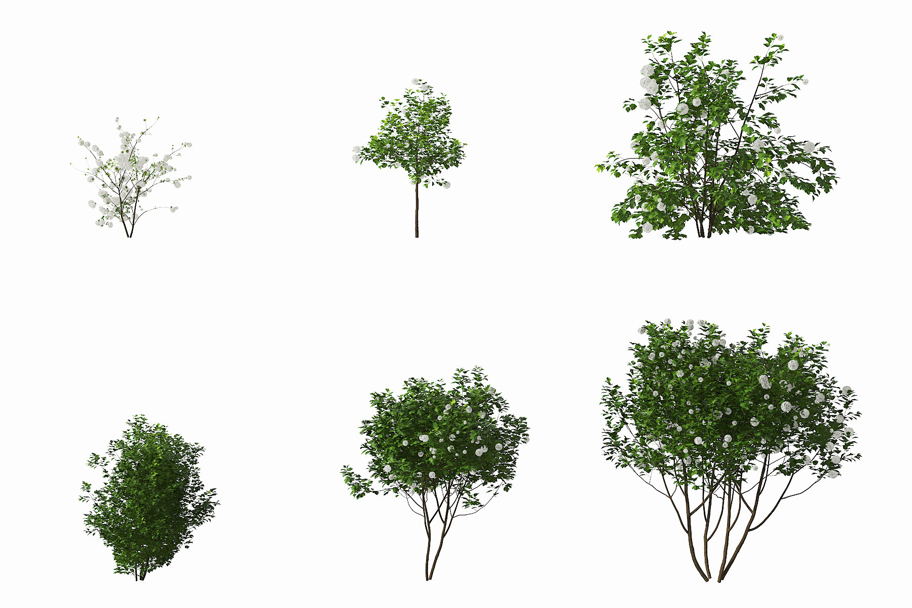 现代荚蒾灌木,3d模型下载