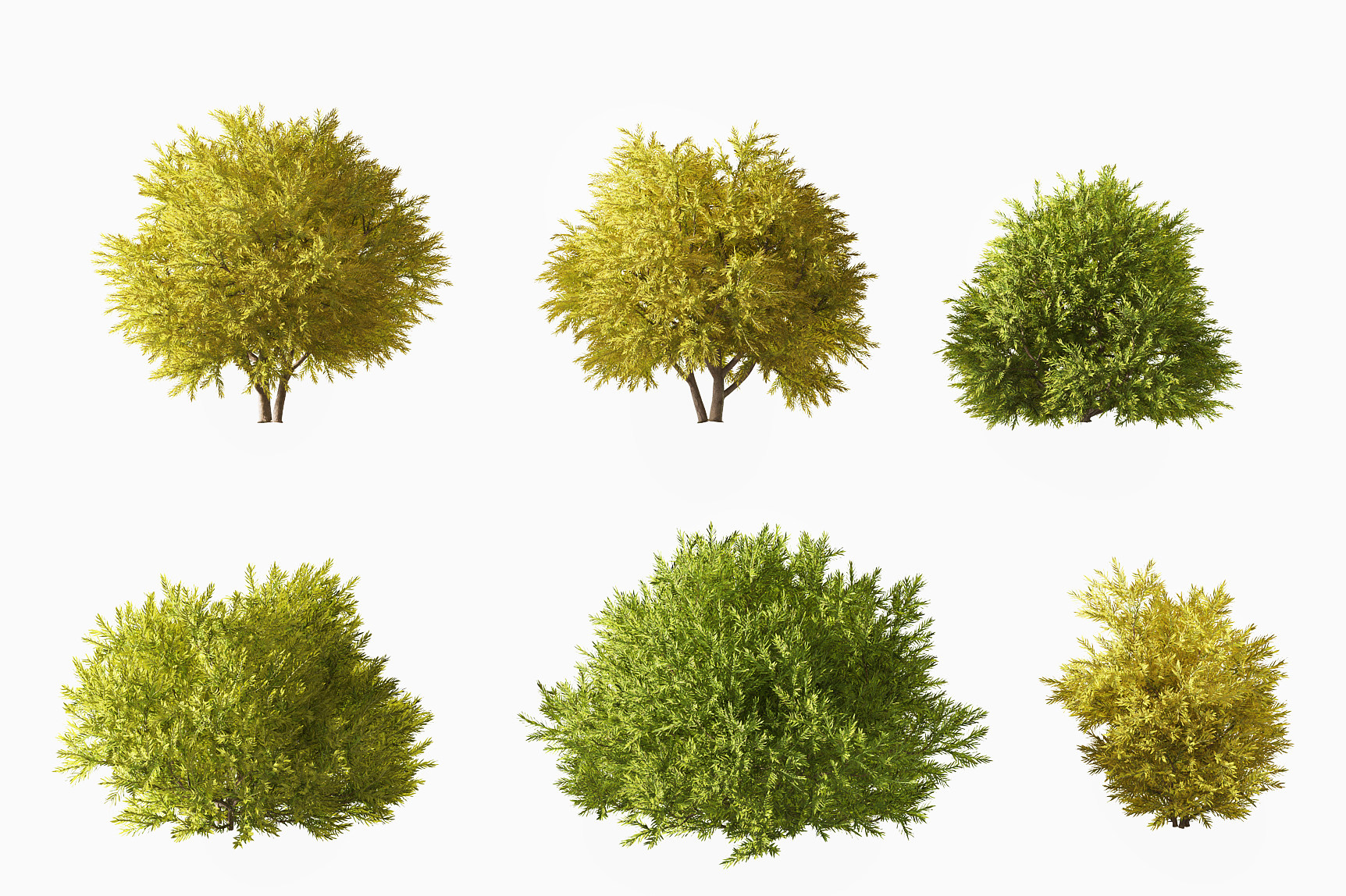 现代刺柏灌木,3d模型下载