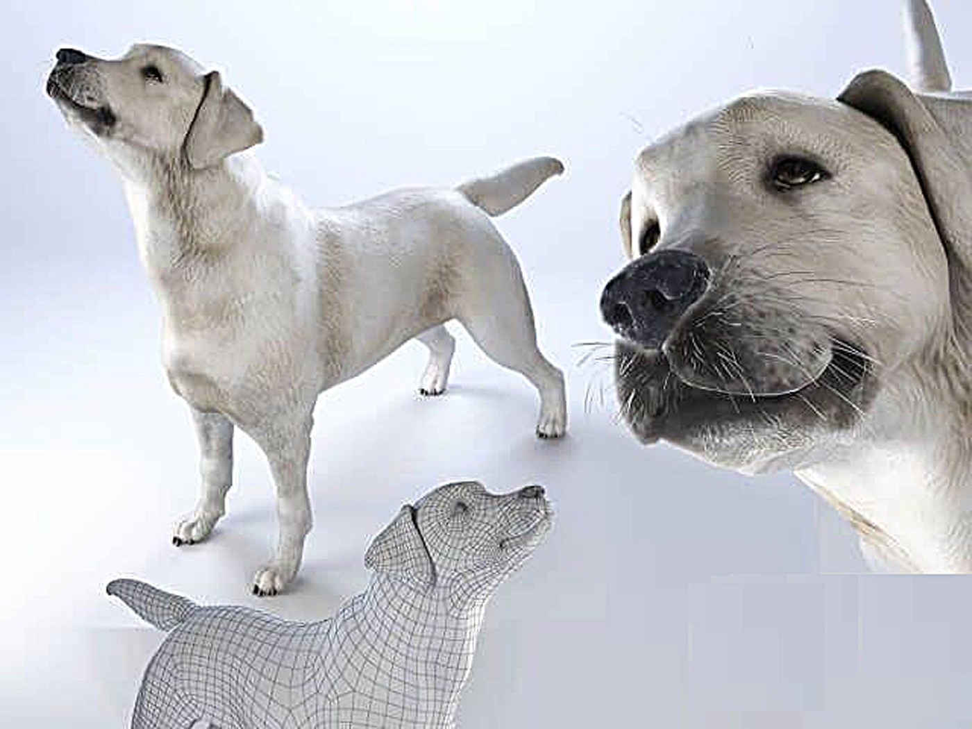 拉布拉多宠物狗模型国外3d模型下载