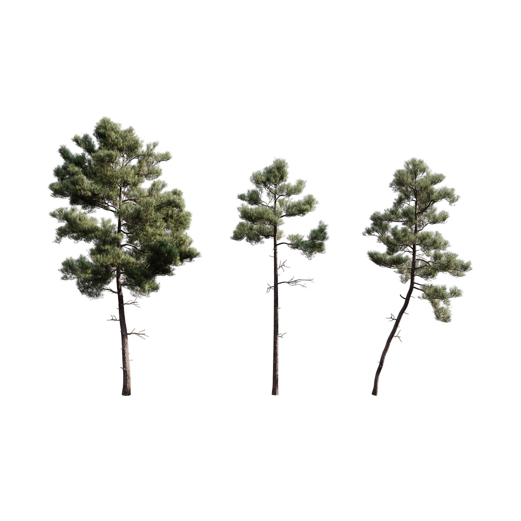 松树植物模型3d模型下载
